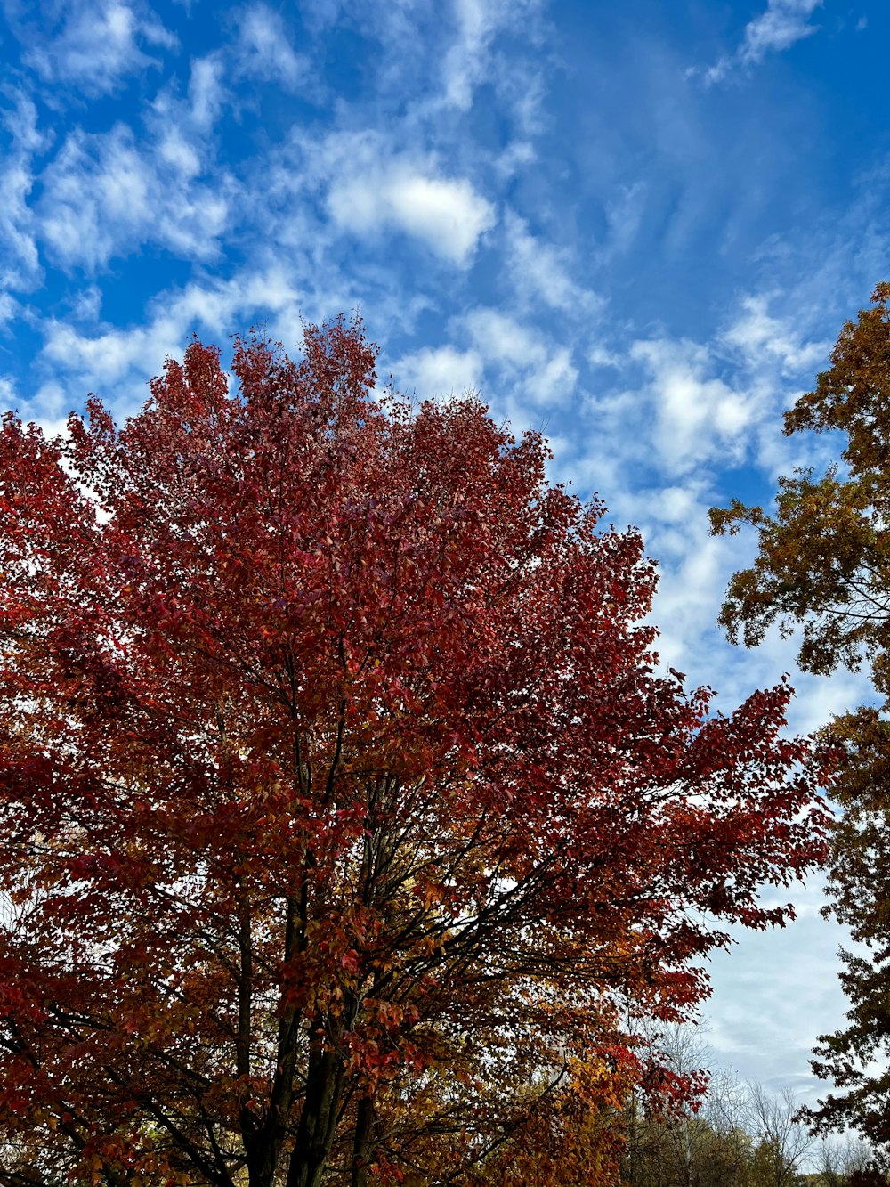 a tree with red leaves and a blue sky in the background