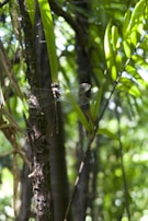 Volunteers releasing tagged dragonflies back into a lush green forest area.