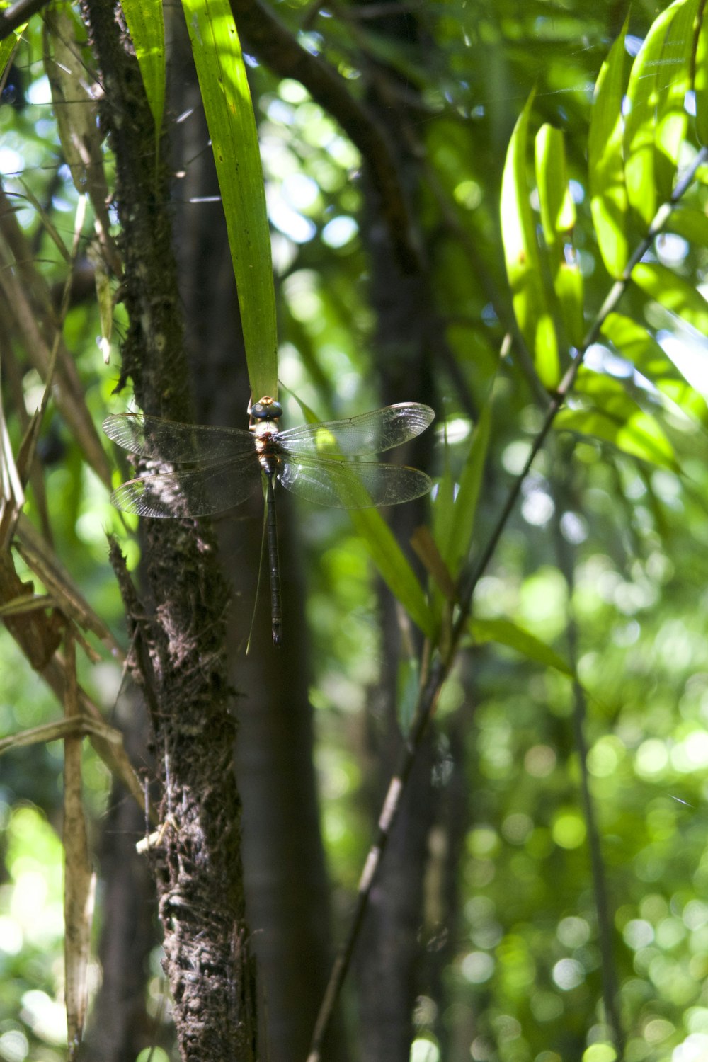 a dragonfly sitting on a tree branch in a forest