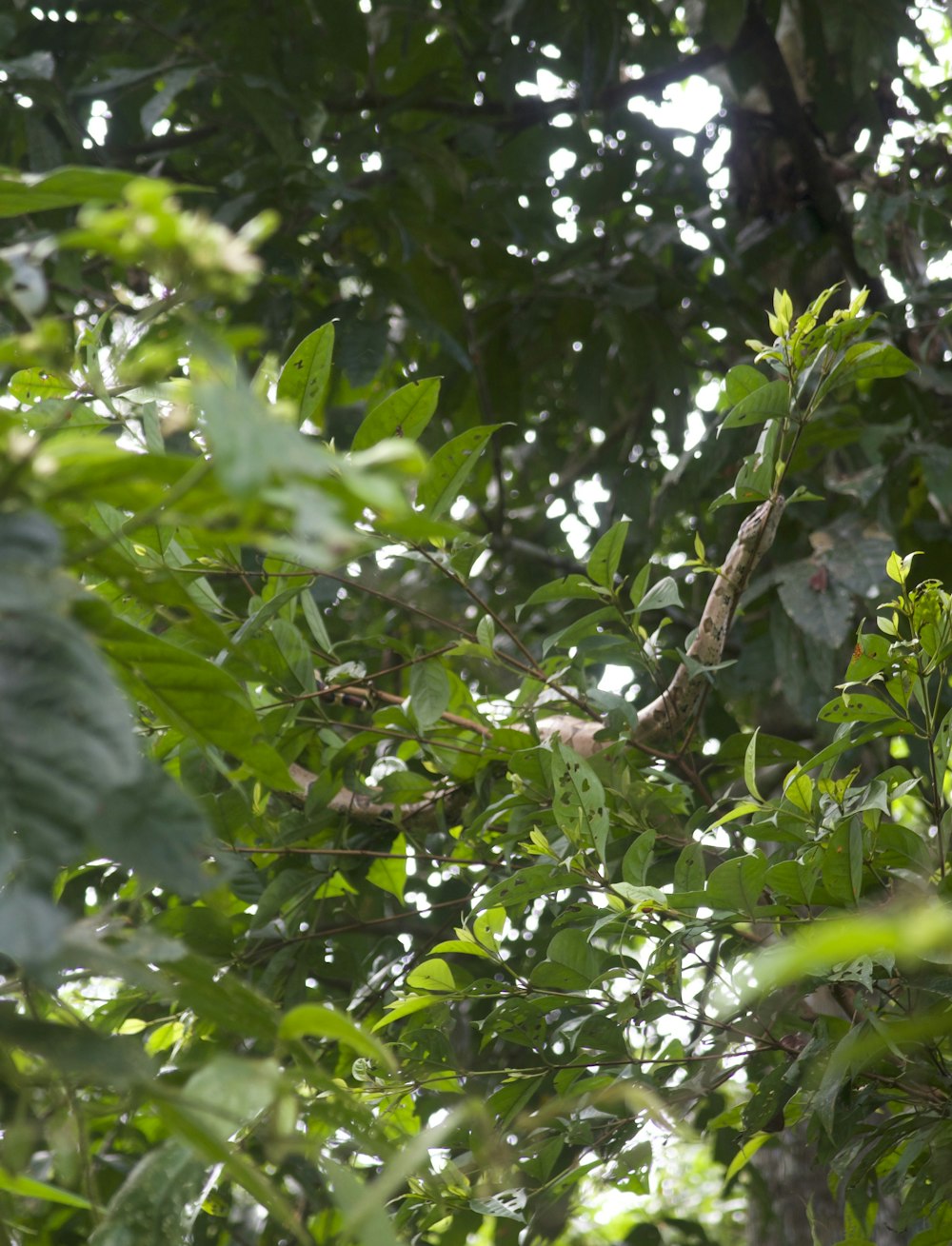 a bird sitting on a branch in a tree