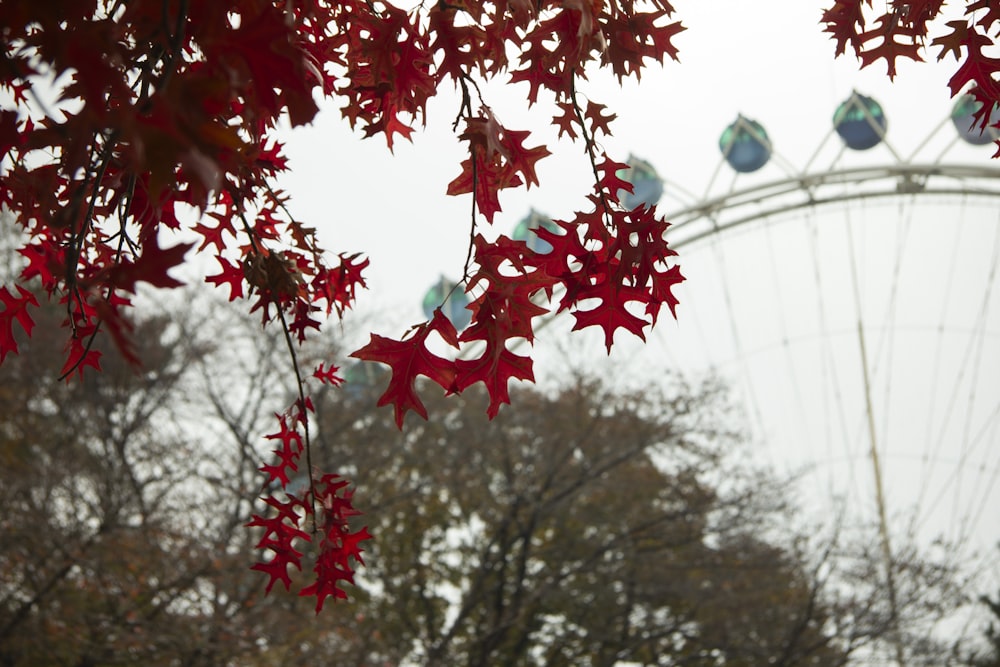 une grande roue avec des feuilles rouges qui y pendent