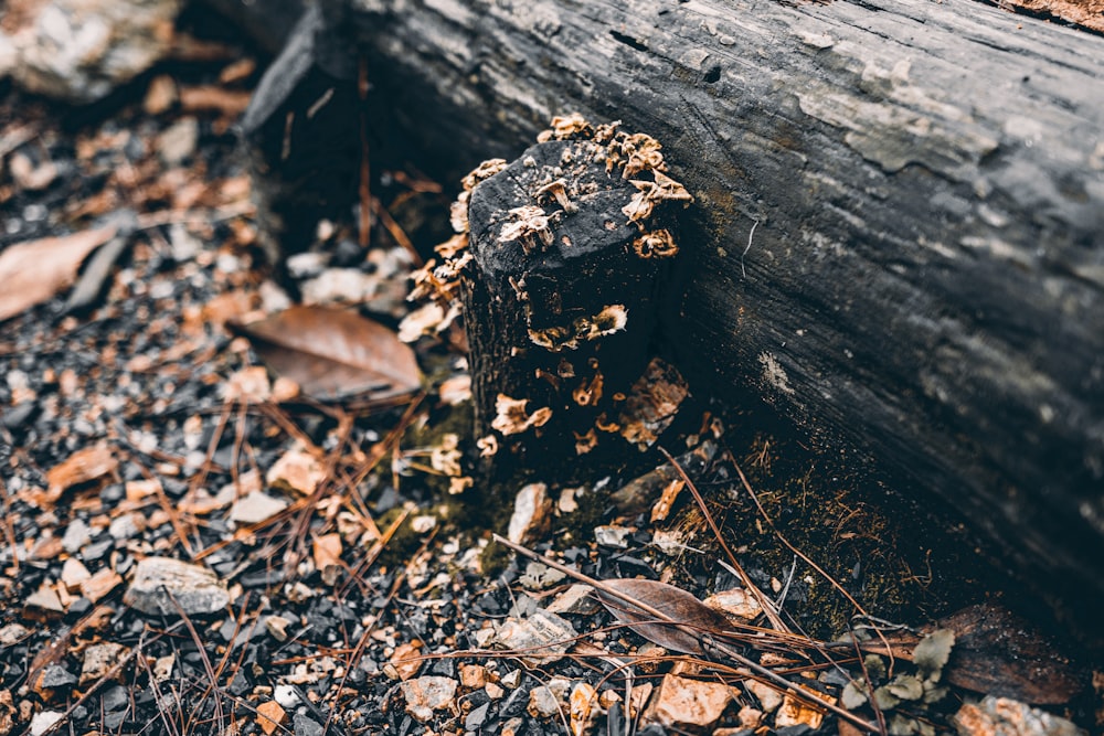 a log that is laying on the ground