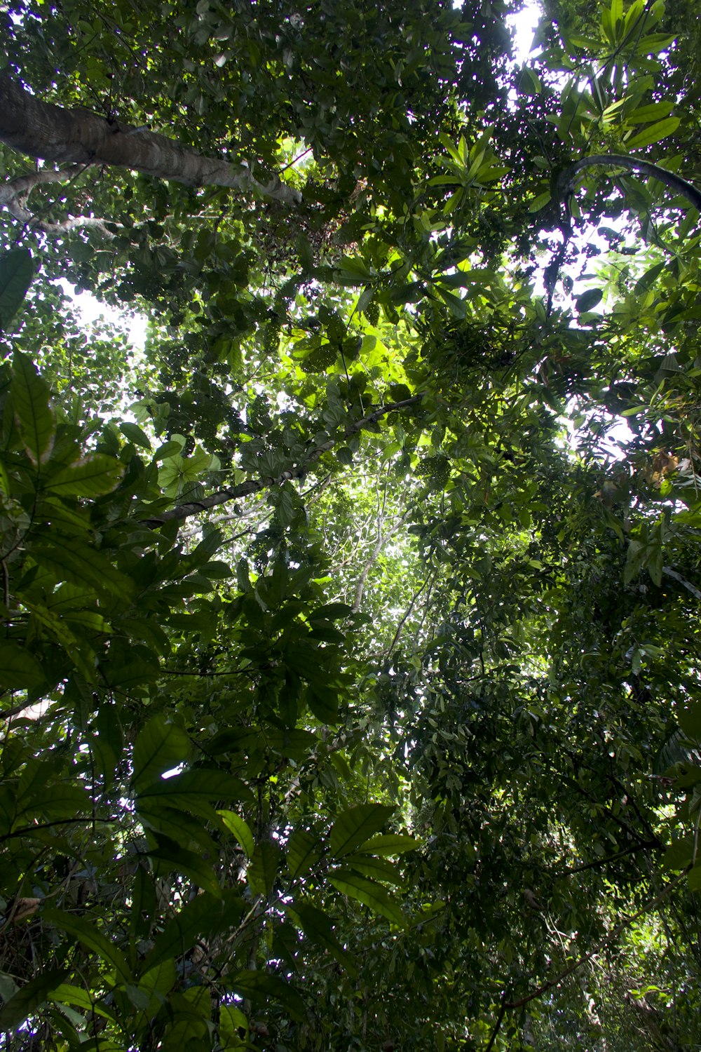 looking up into the canopy of a tropical forest