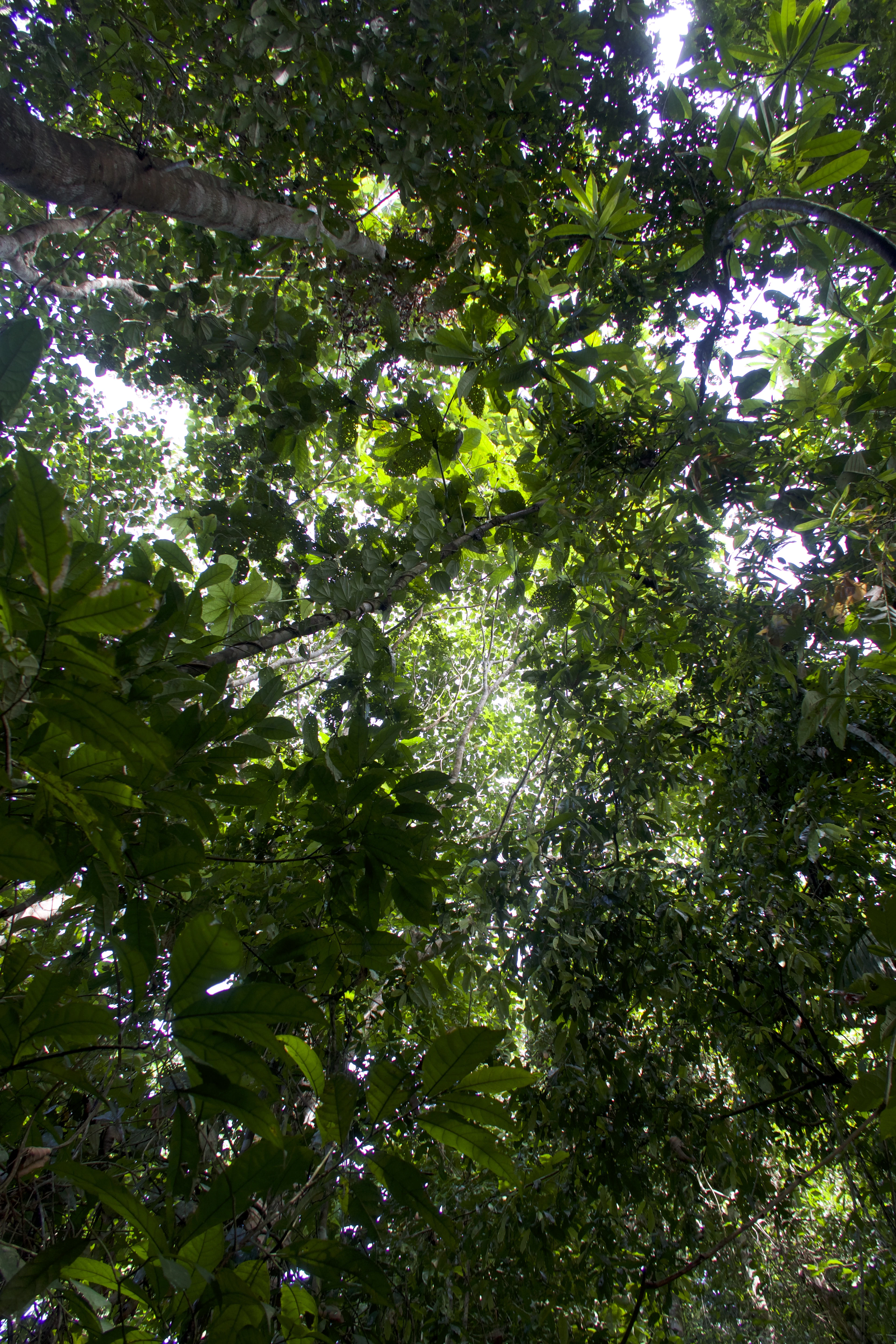 Dappled light through a mystical rainforest canopy