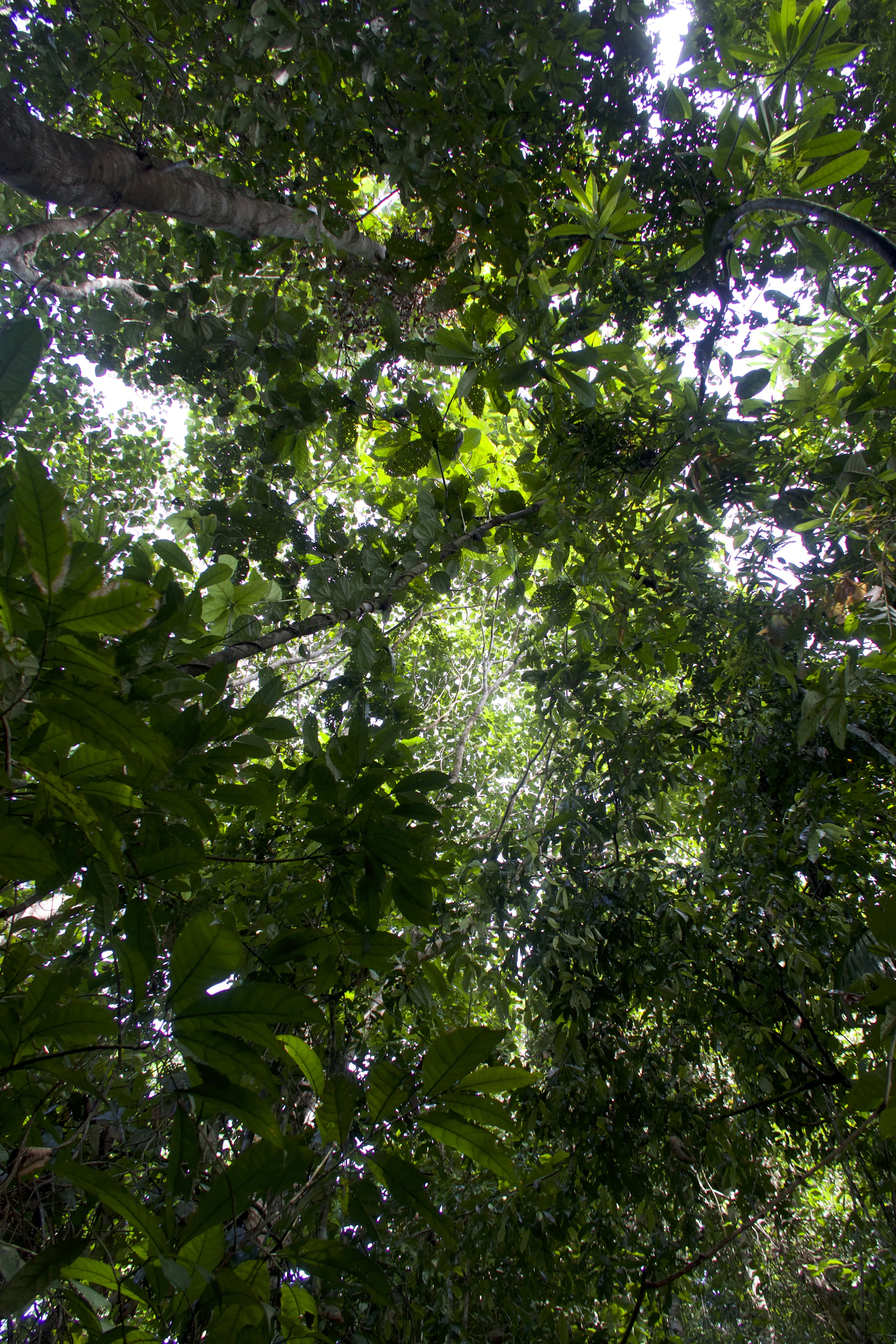 Amazon Jungle
