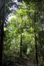 a path in the middle of a tropical forest