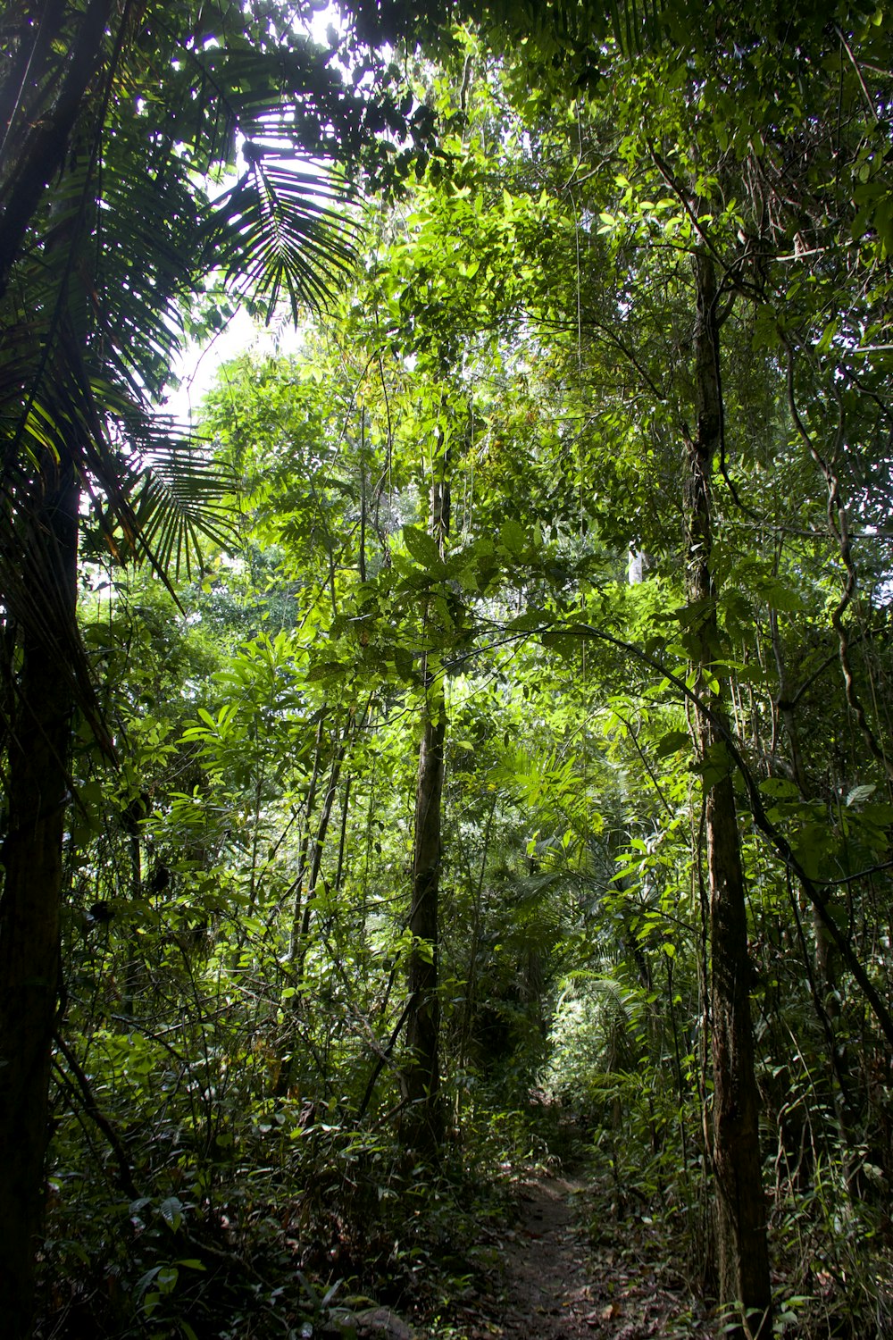 a path in the middle of a tropical forest