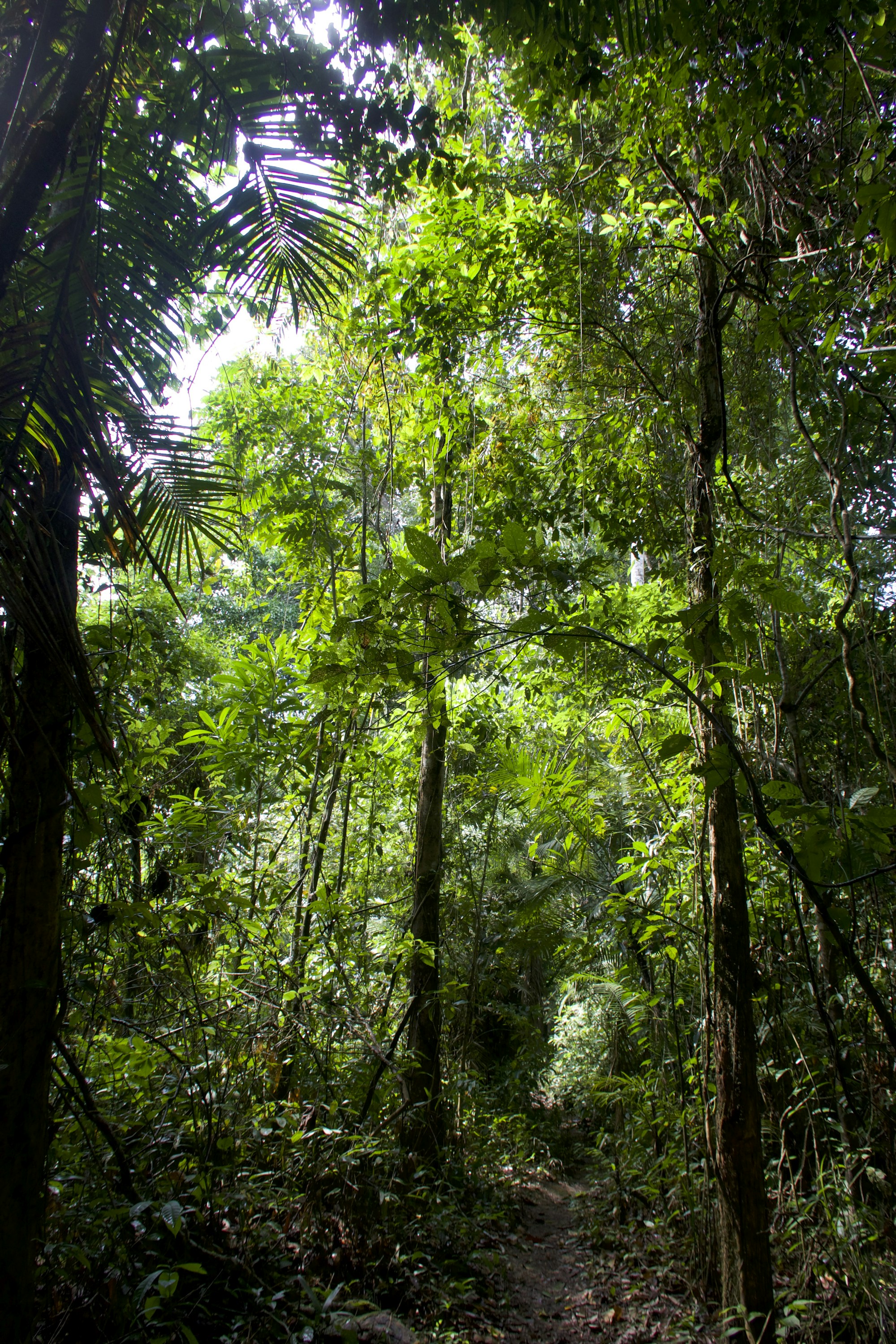 Peruvian Amazon forest