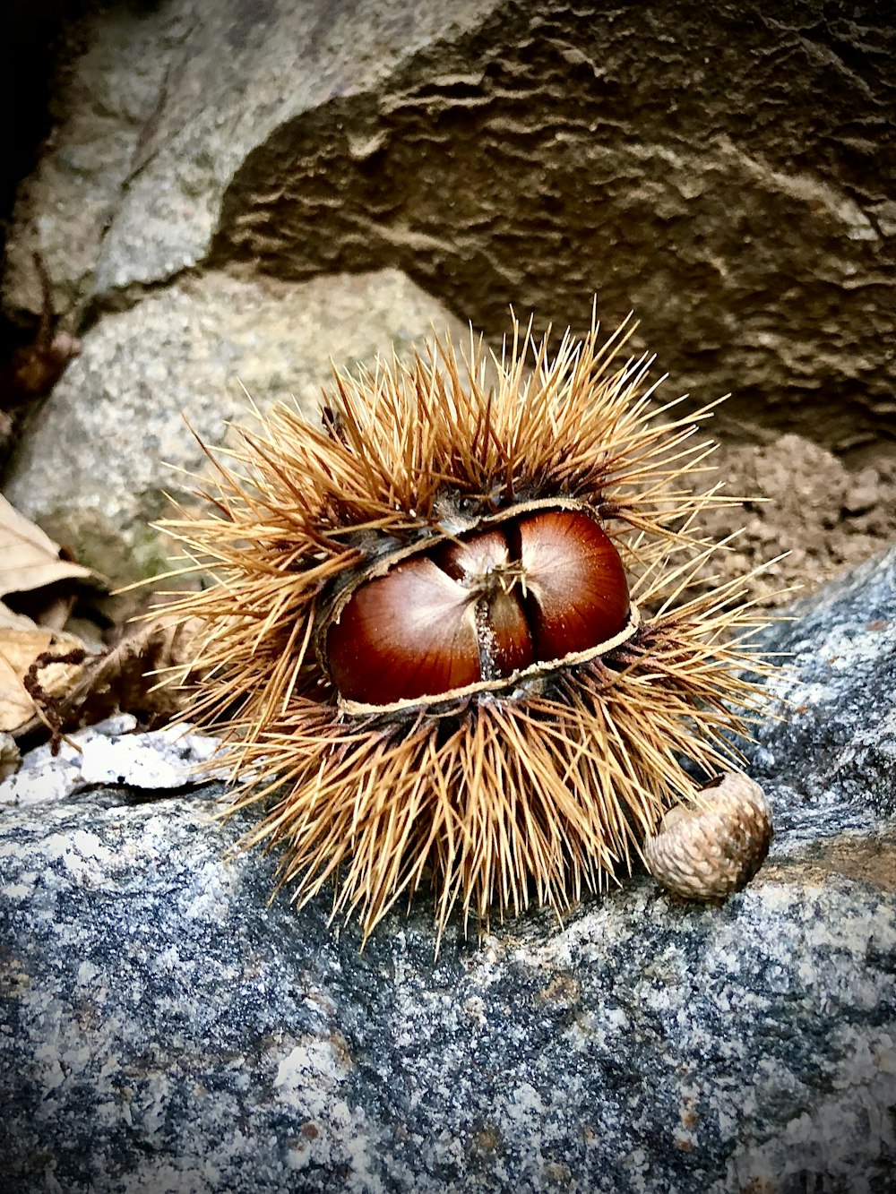 a close up of a small animal on a rock