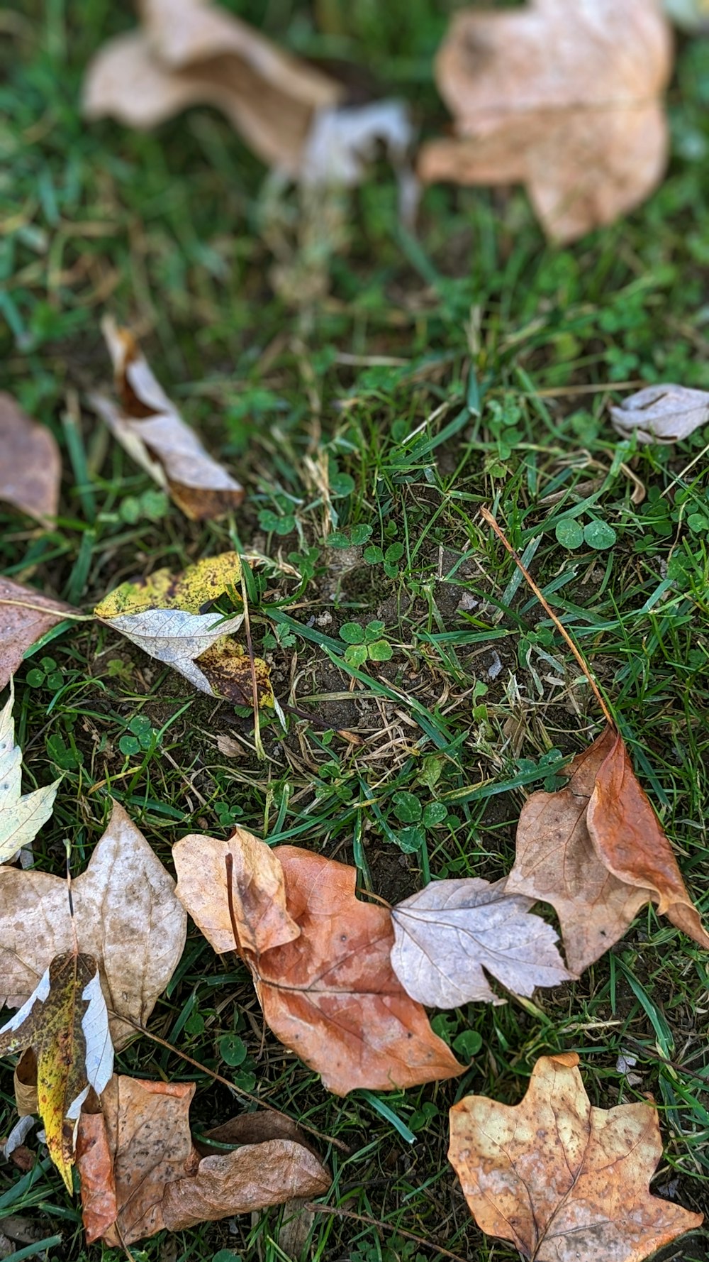 a group of leaves laying on top of a lush green field