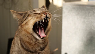 a cat with its mouth open and it's mouth wide open