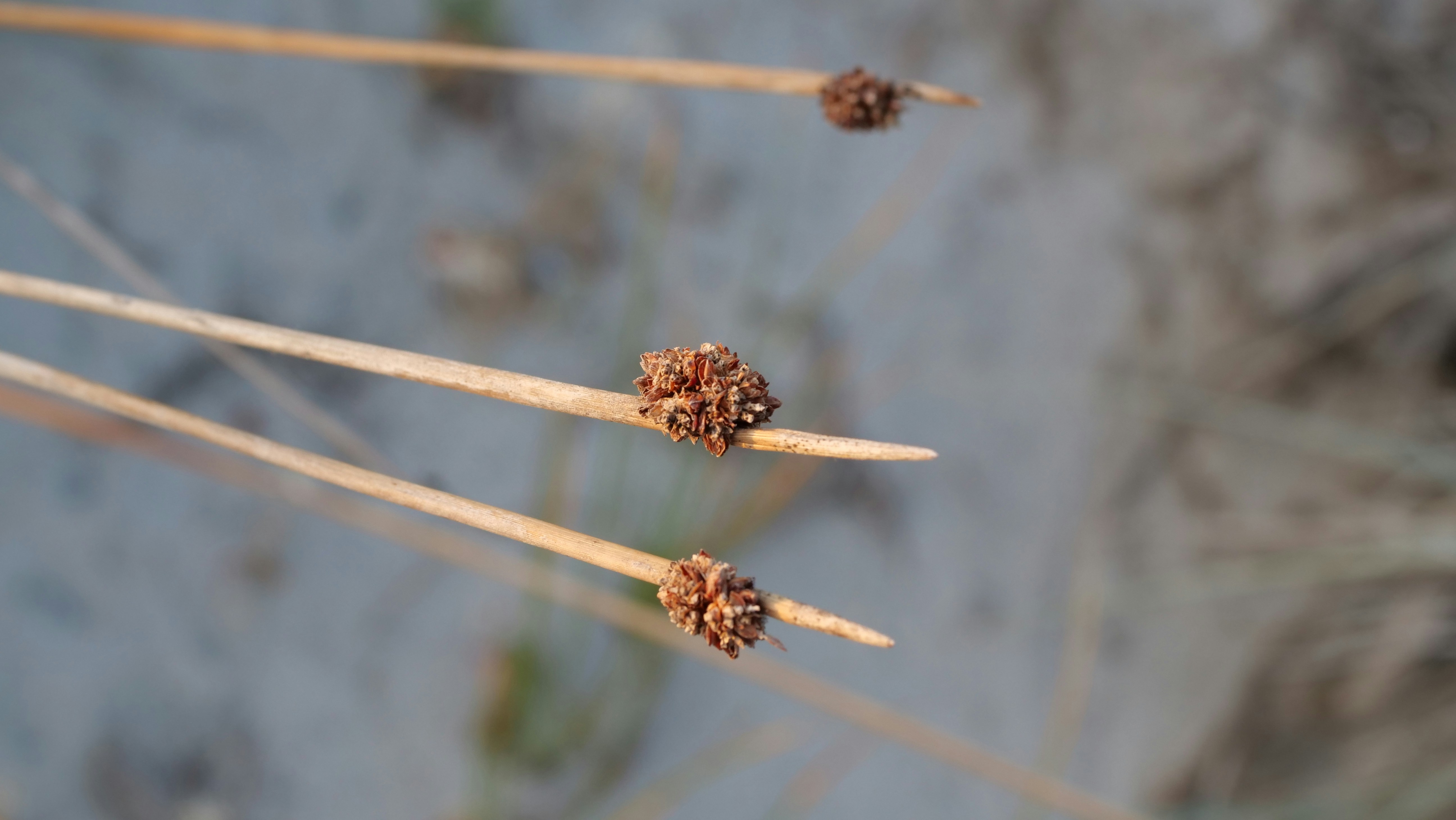 gros plan d’une plante à petites fleurs brunes