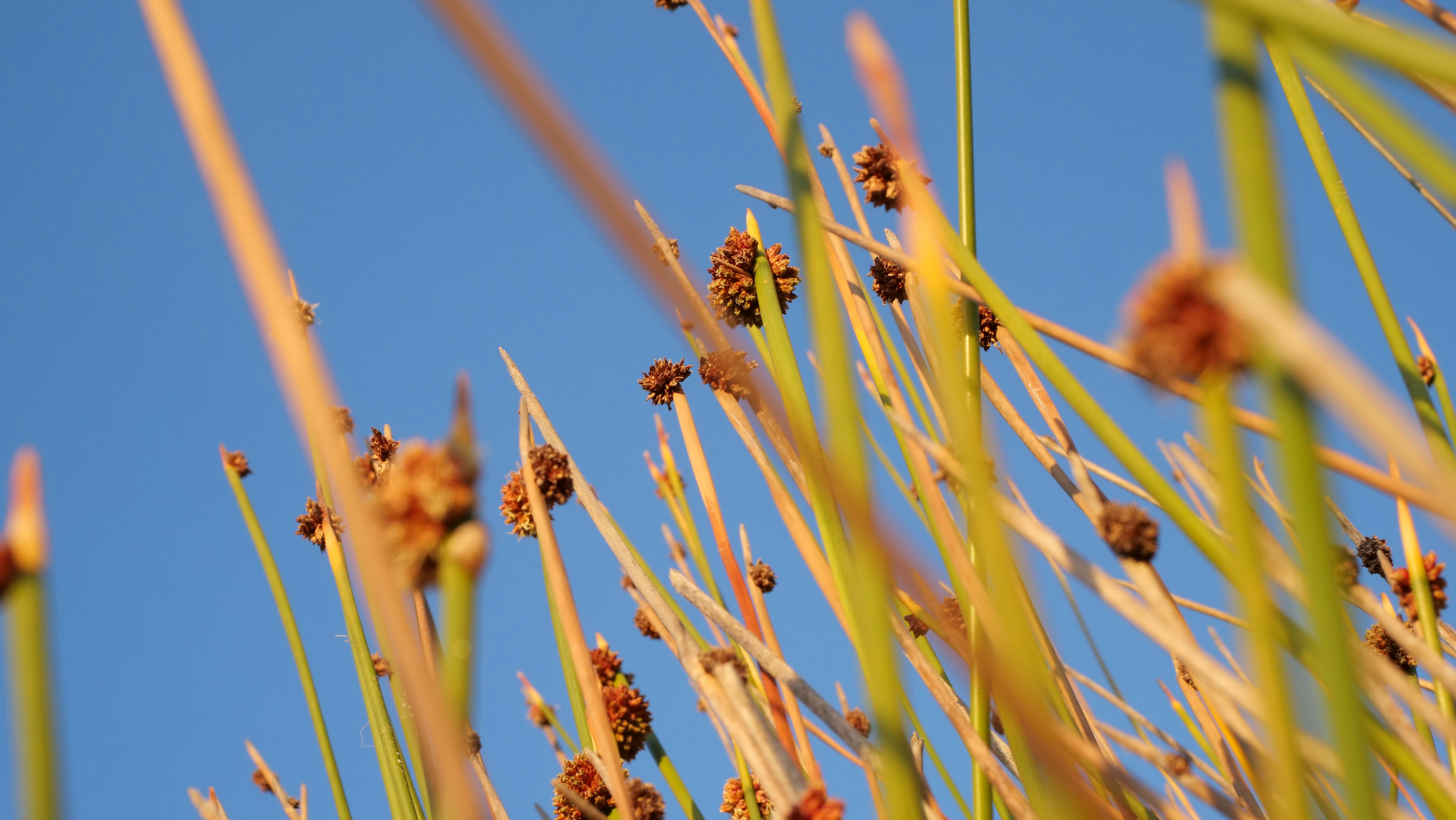 un gros plan d’une plante avec beaucoup de feuilles