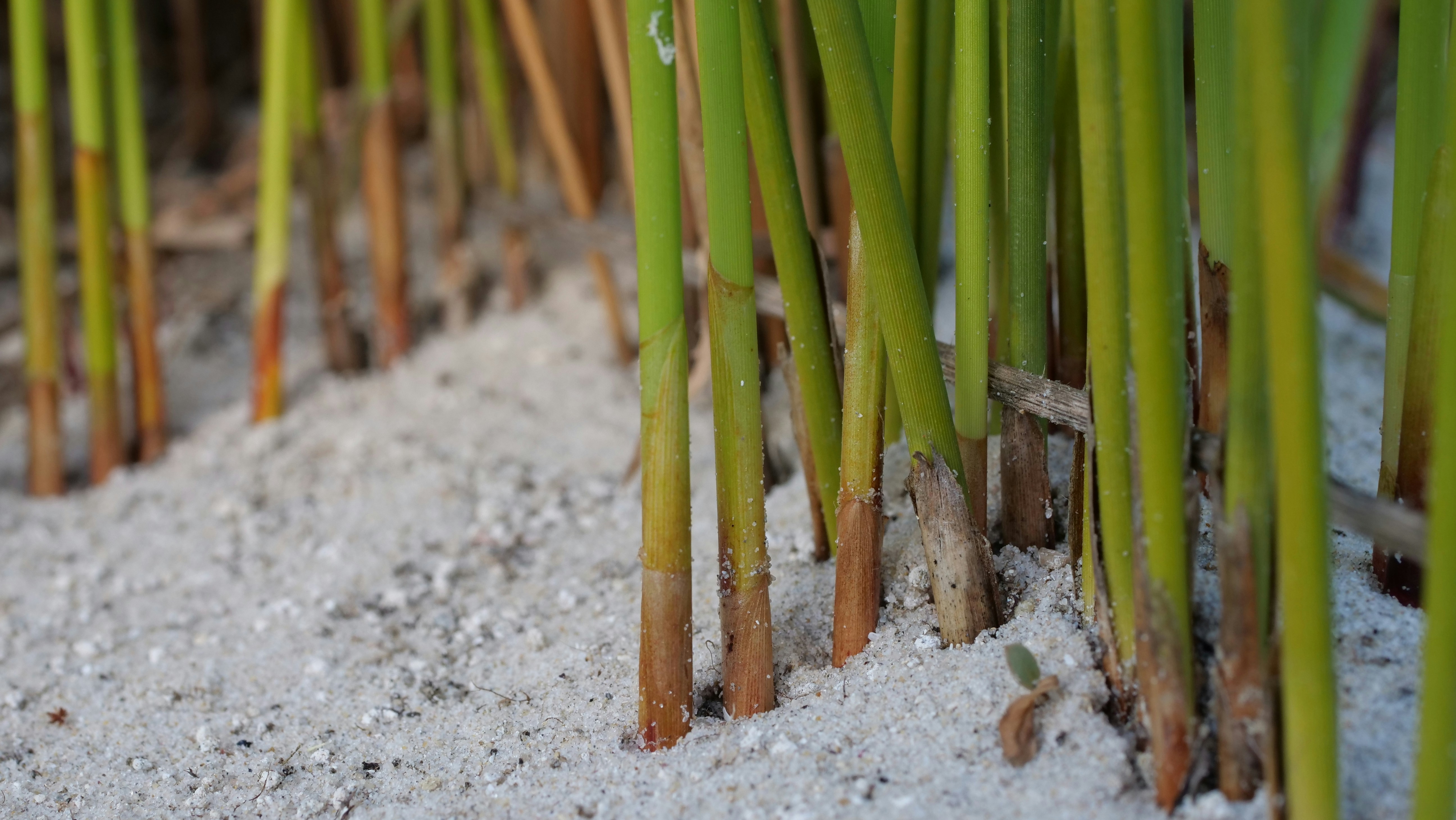 un gros plan de quelques plantes vertes dans la neige