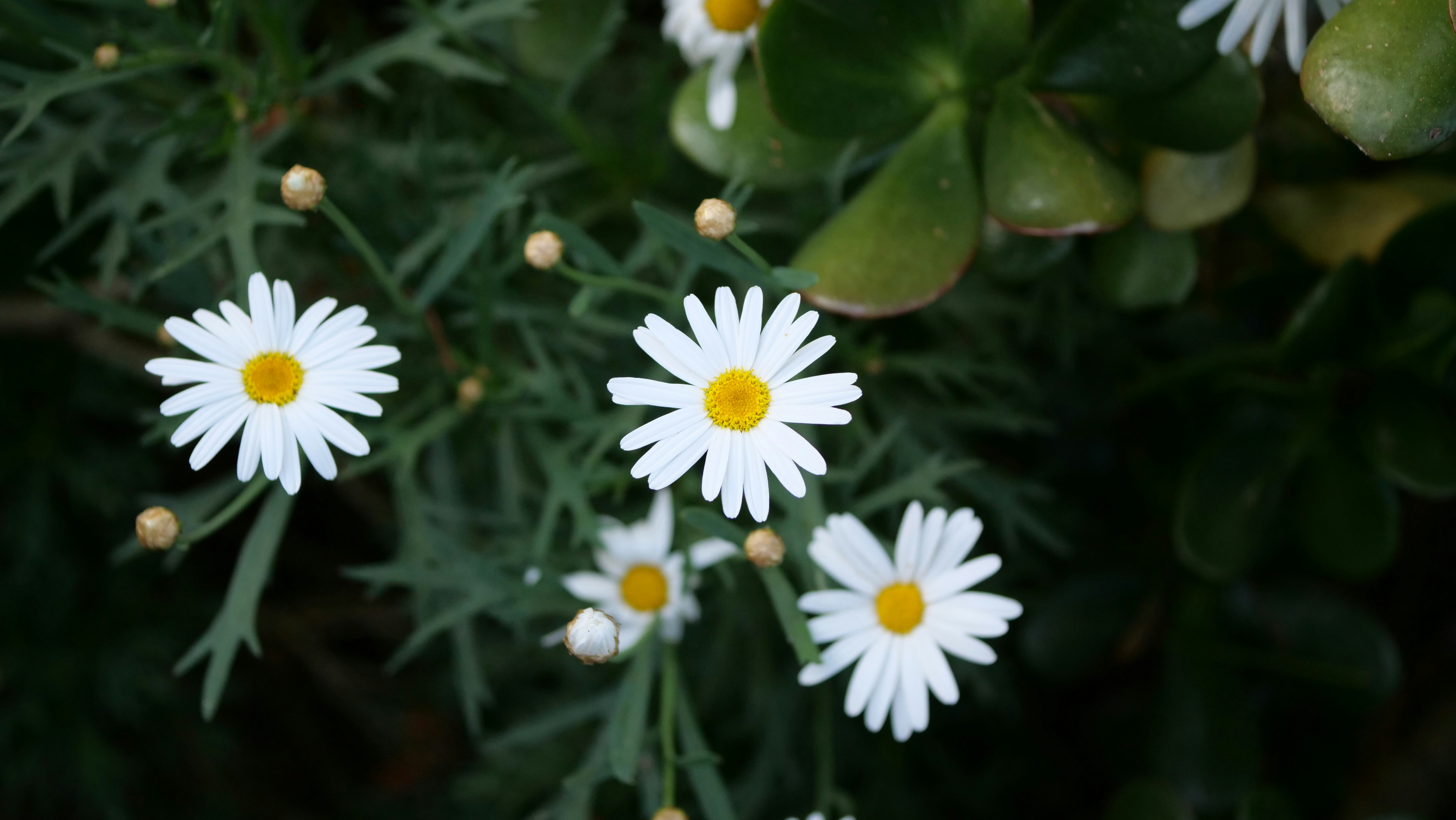 un groupe de fleurs blanches assis sur une plante verte