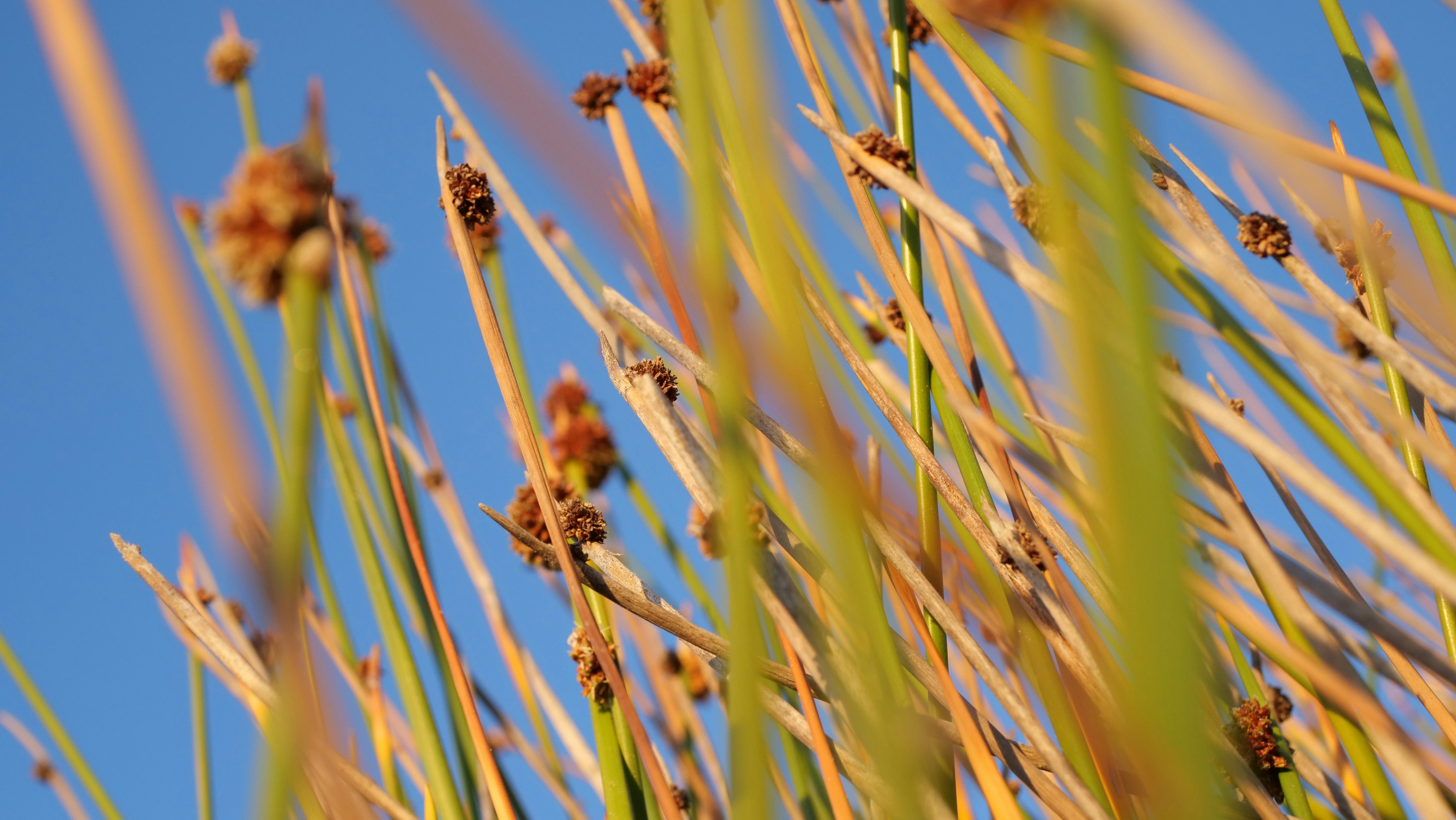 gros plan d’une plante à petites fleurs