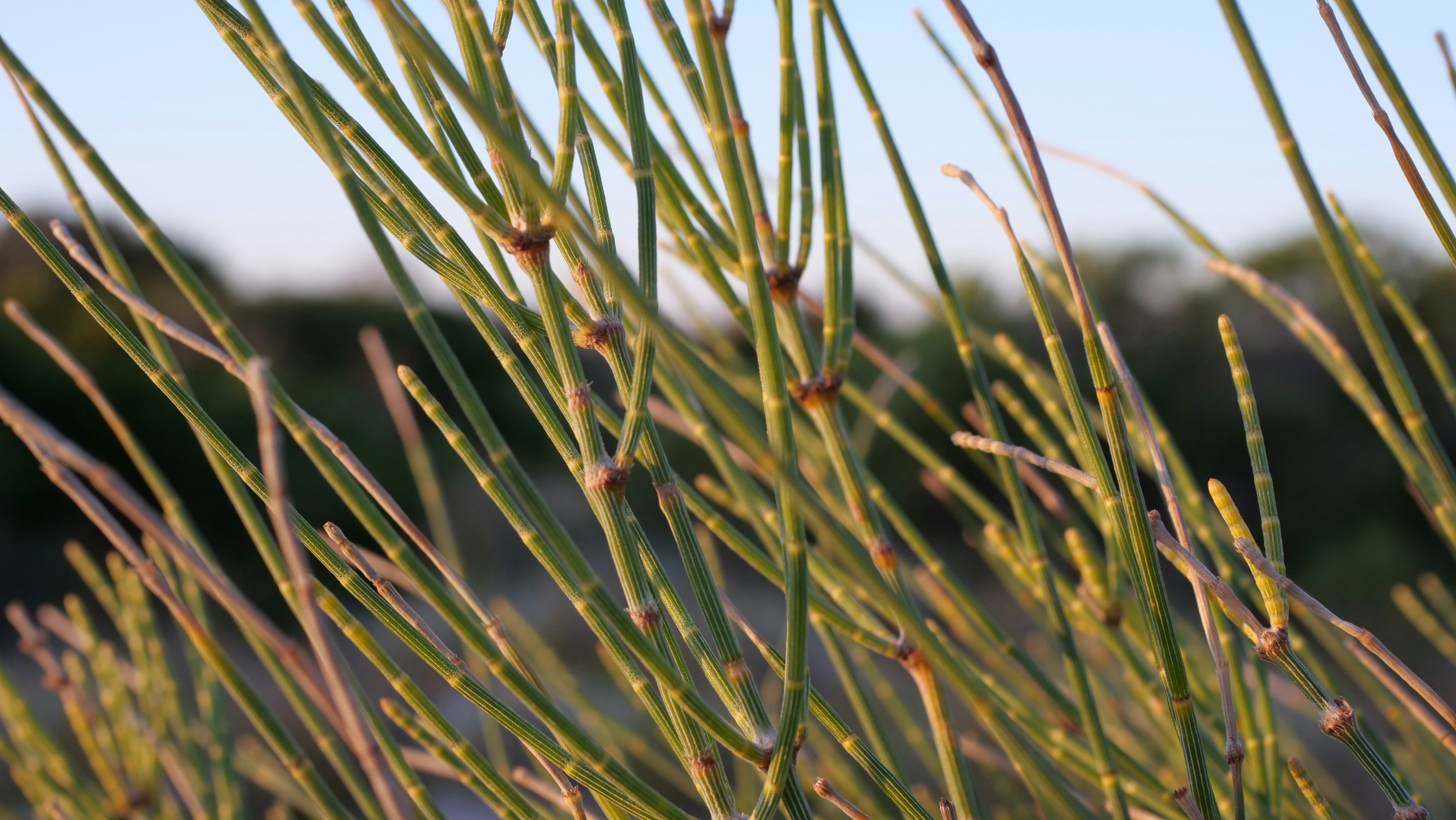 un gros plan d’une plante verte avec beaucoup de feuilles