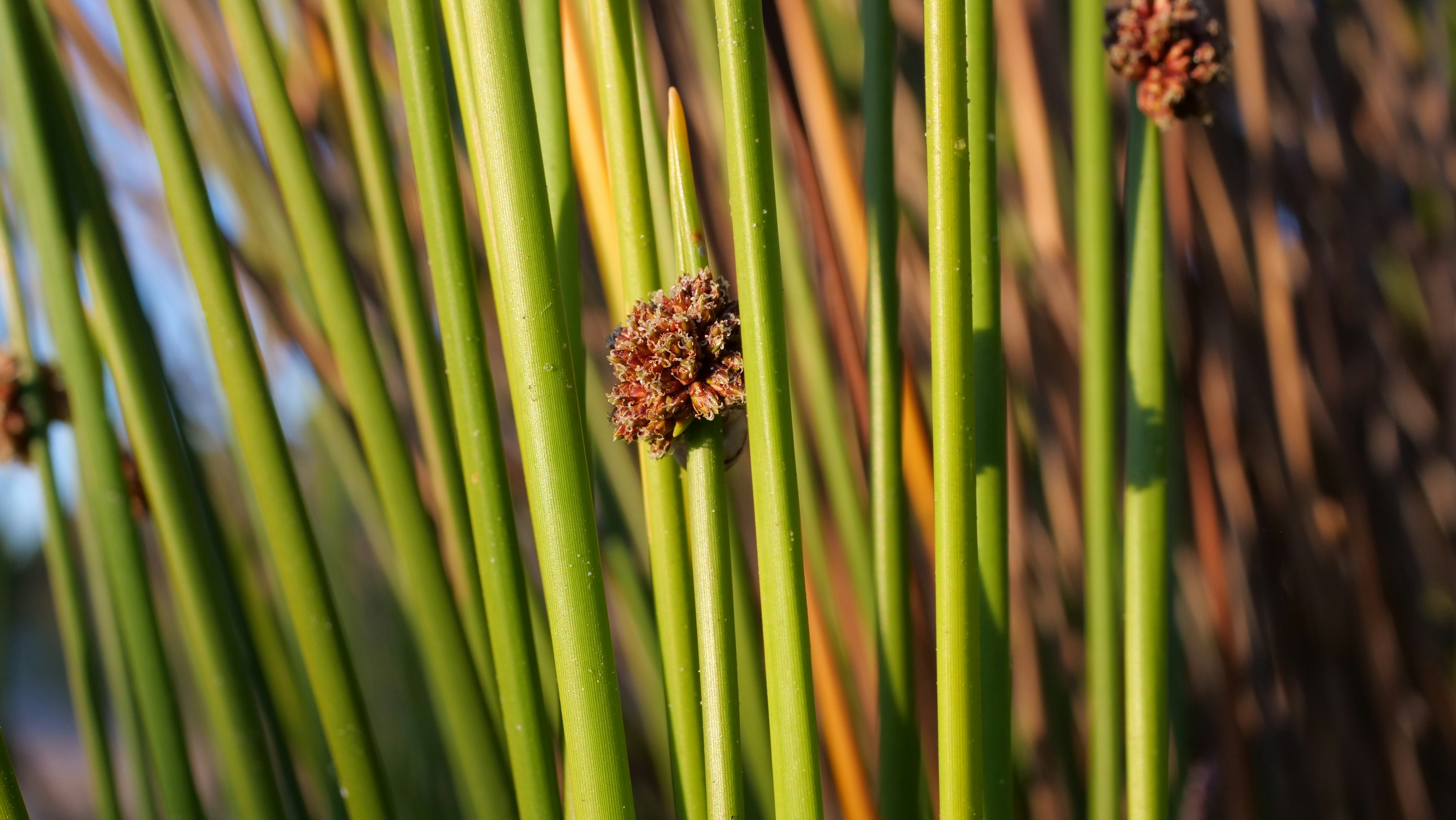 a close up of a bunch of green plants