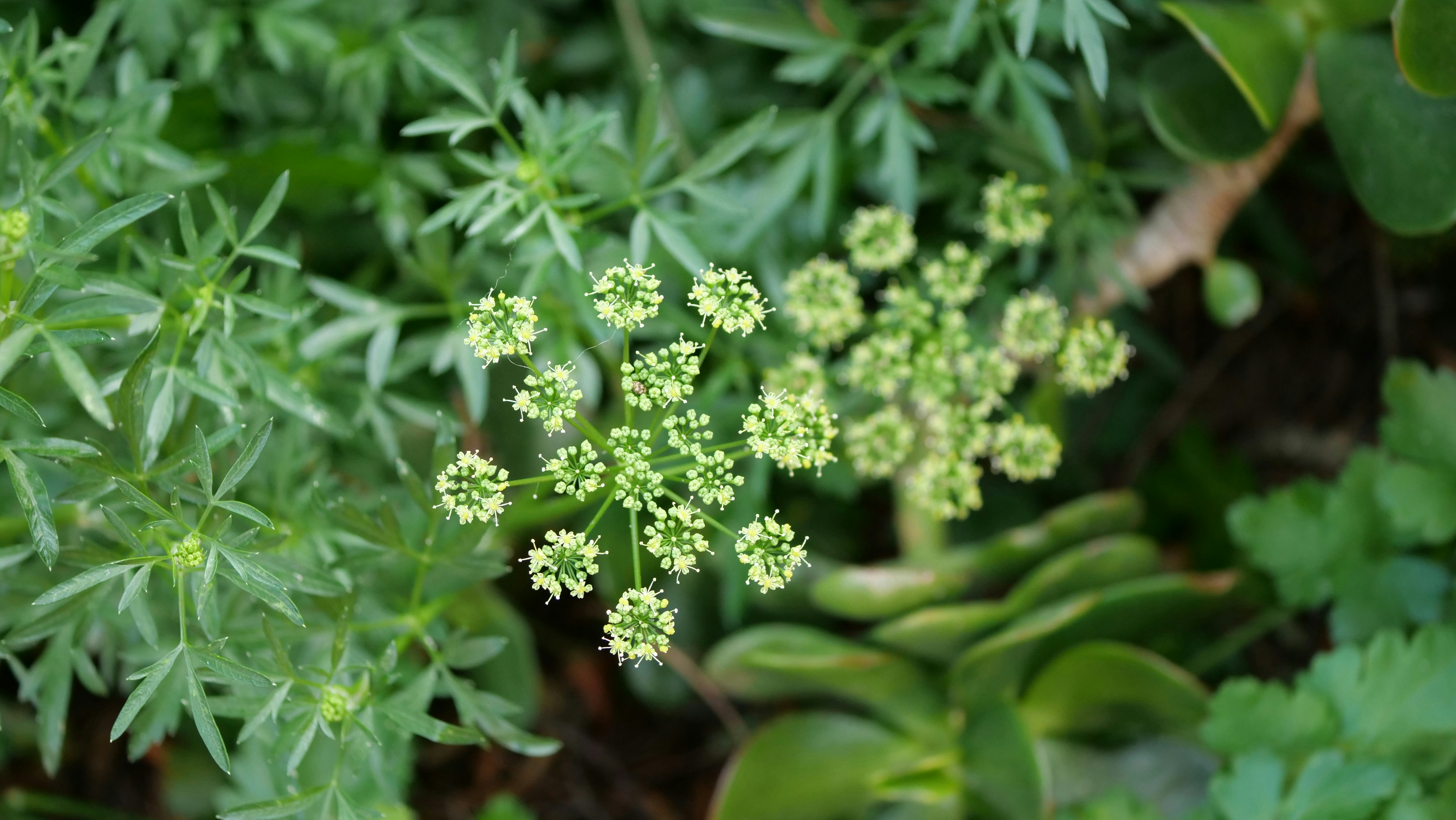 gros plan d’une plante verte avec de petites fleurs blanches