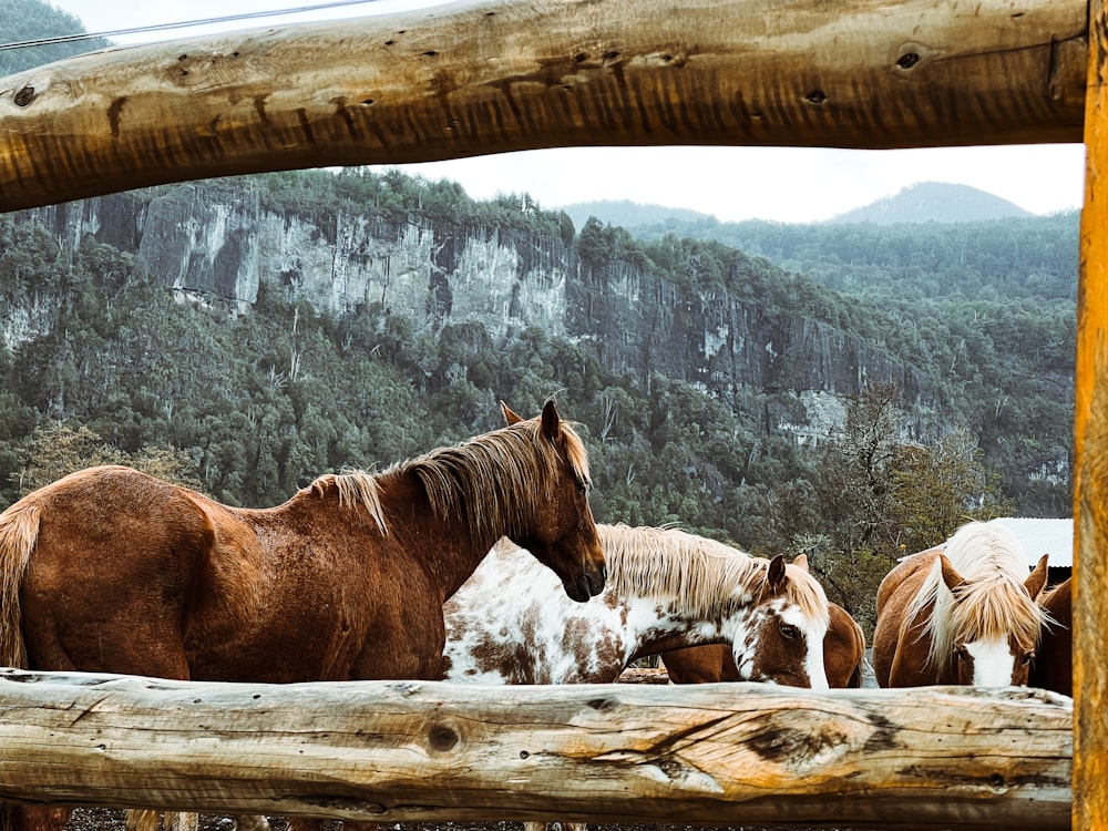 a group of horses standing next to each other