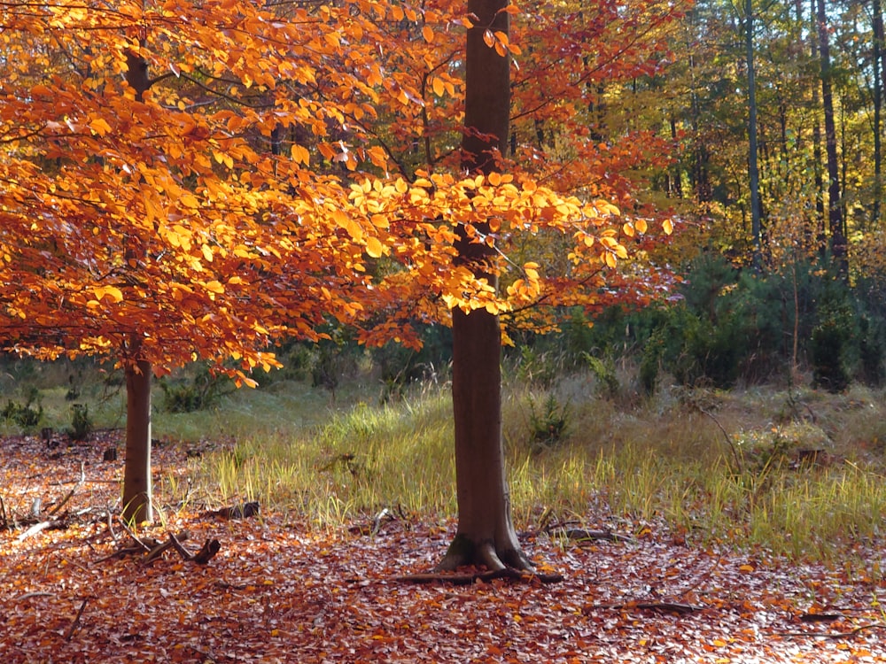 a tree with orange leaves in a wooded area