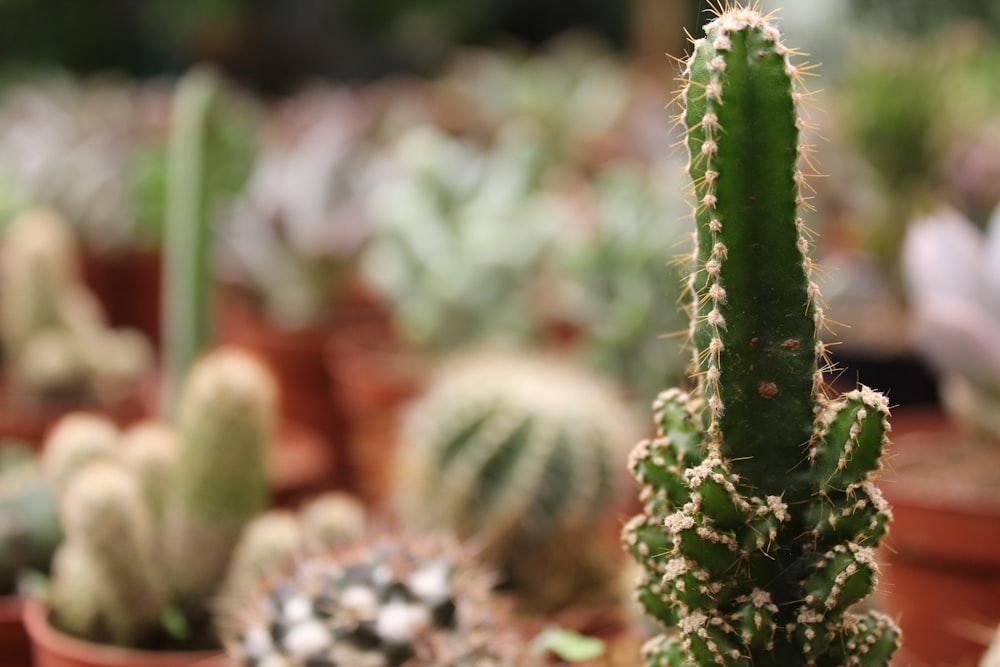 a close up of a cactus in a pot