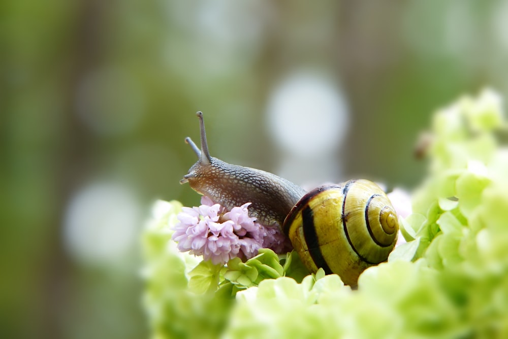 a snail sitting on top of a green leafy plant