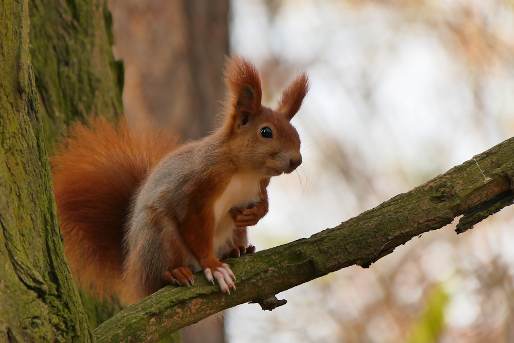 Un écureuil est assis sur une branche d’arbre