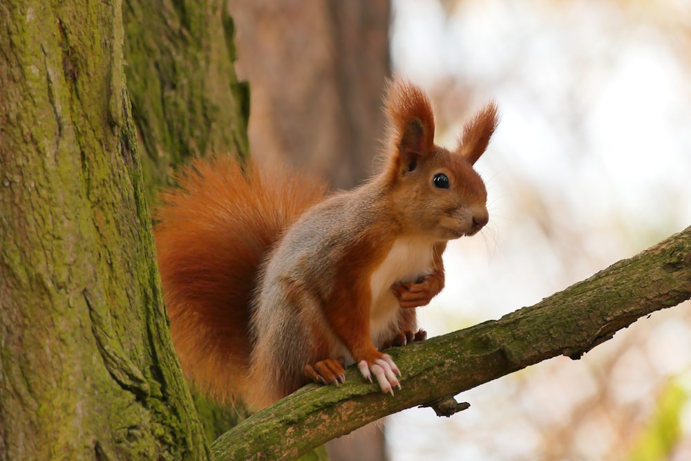 Un écureuil est assis sur une branche d’arbre