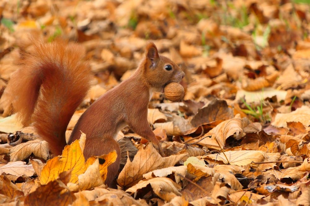 Un écureuil se tient debout dans un tas de feuilles