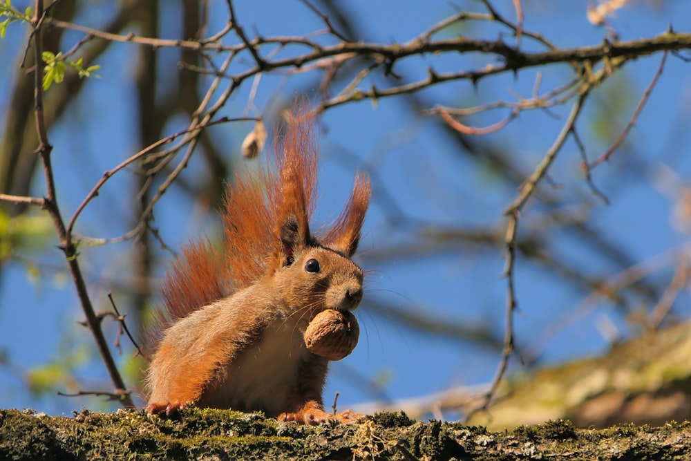 un écureuil roux mangeant une noix dans un arbre