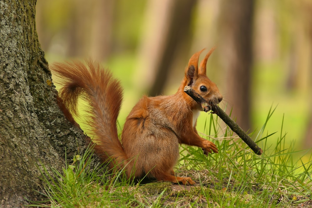 a squirrel is holding a stick in its mouth