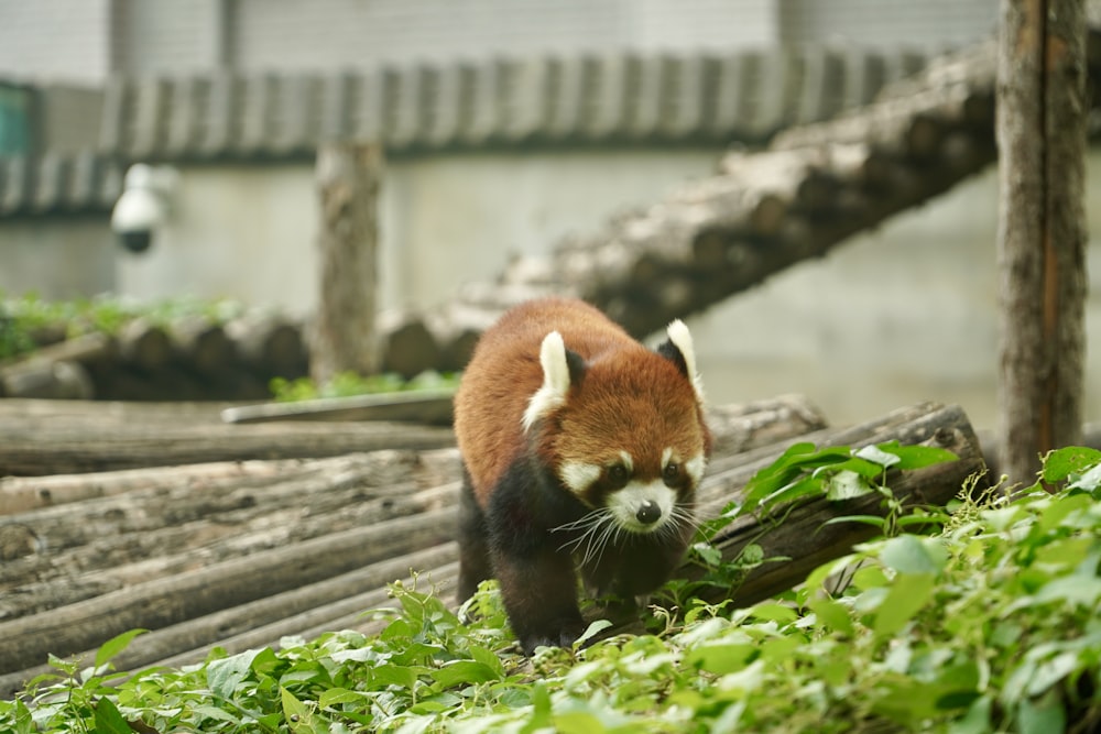 a red panda walking through a lush green forest