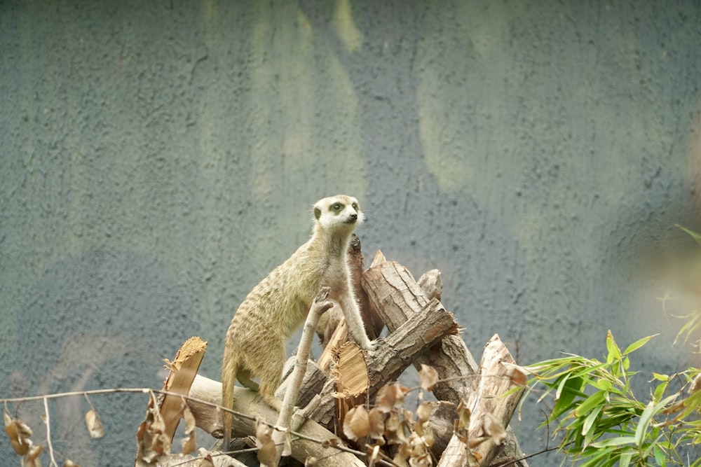 a meerkat standing on top of a pile of wood
