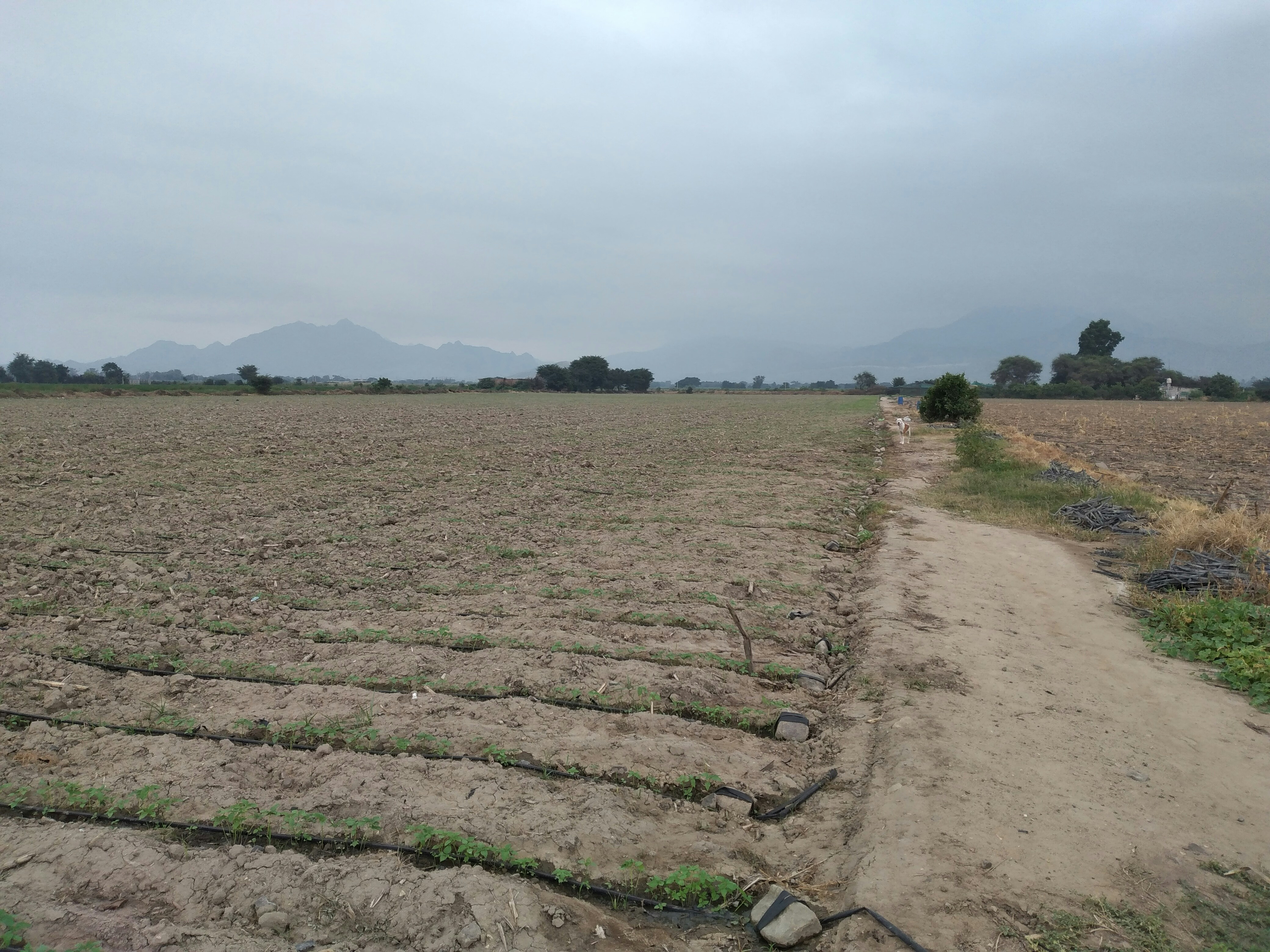 jalan tanah di tengah ladang