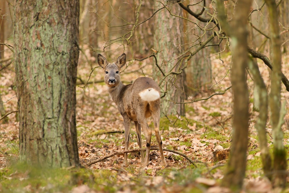 a deer standing in the middle of a forest