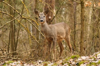 A deer stands in a woodland environment surrounded by bare trees and branches. The ground is covered with fallen leaves and patches of green moss. The deer looks alert and its brown fur blends with the earthy tones of the forest.