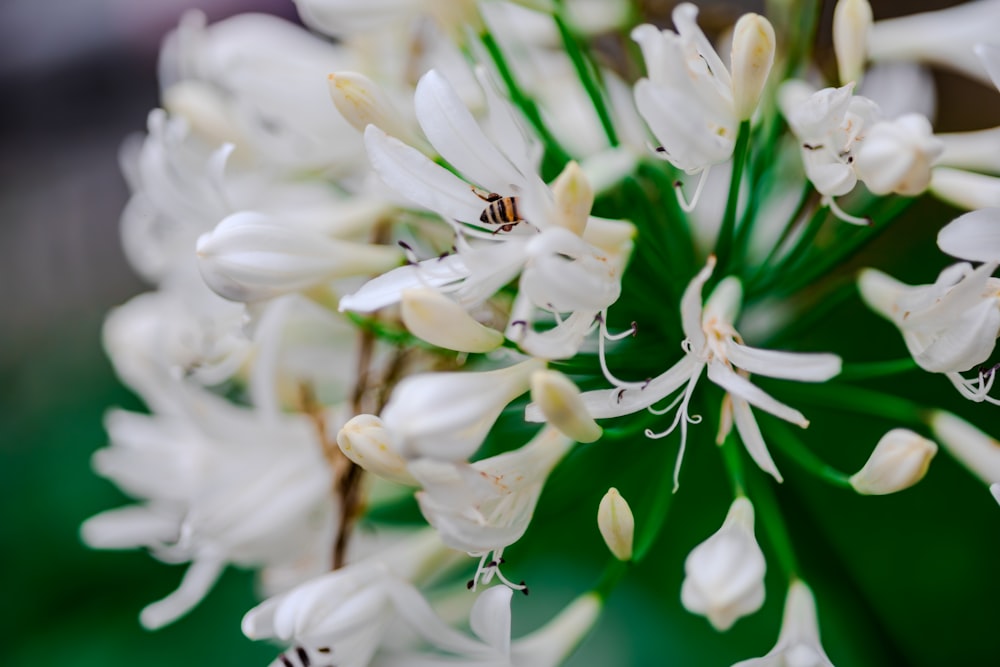 a close up of a white flower with a bee on it