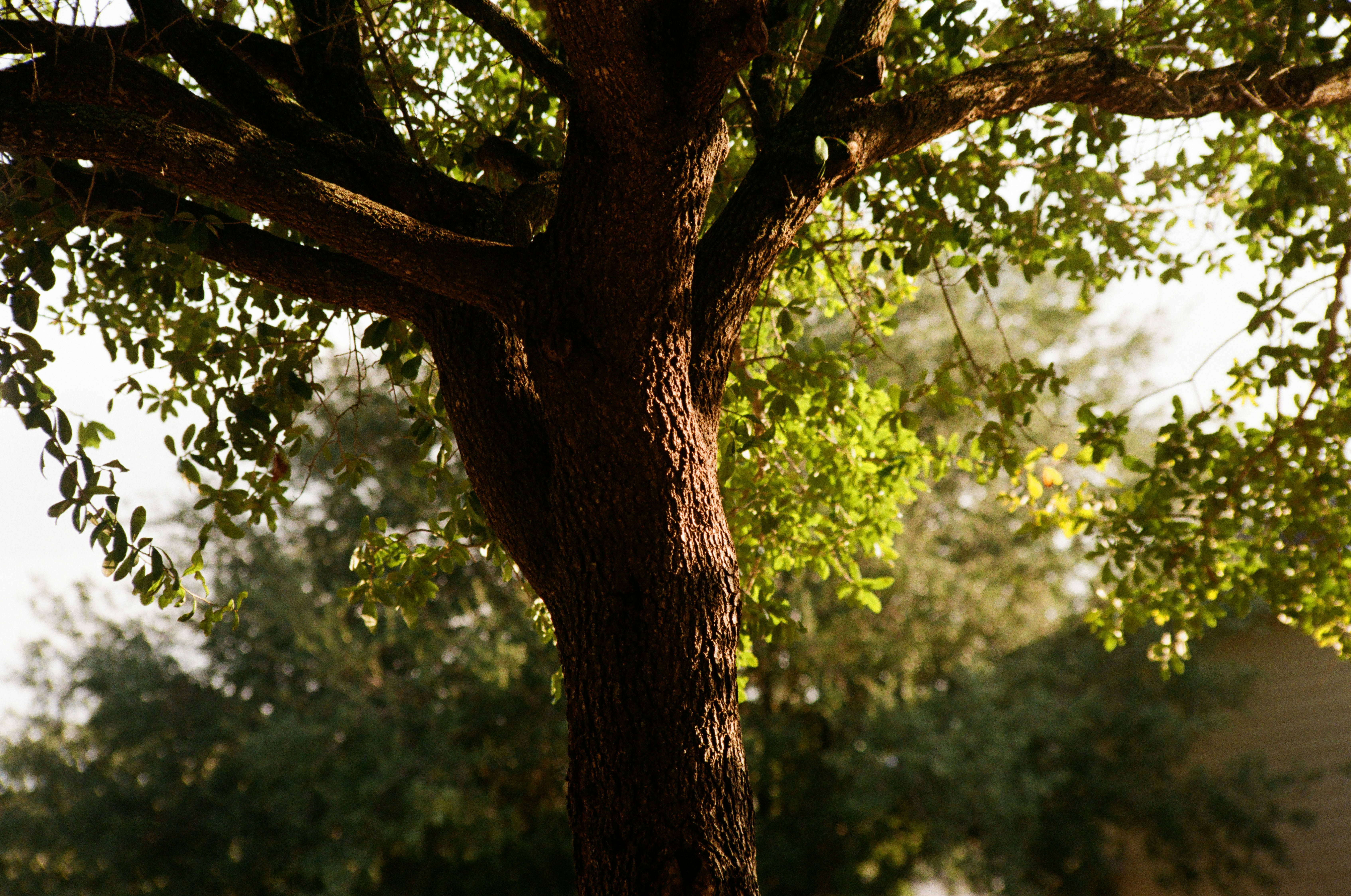 Photo by nosha_photography