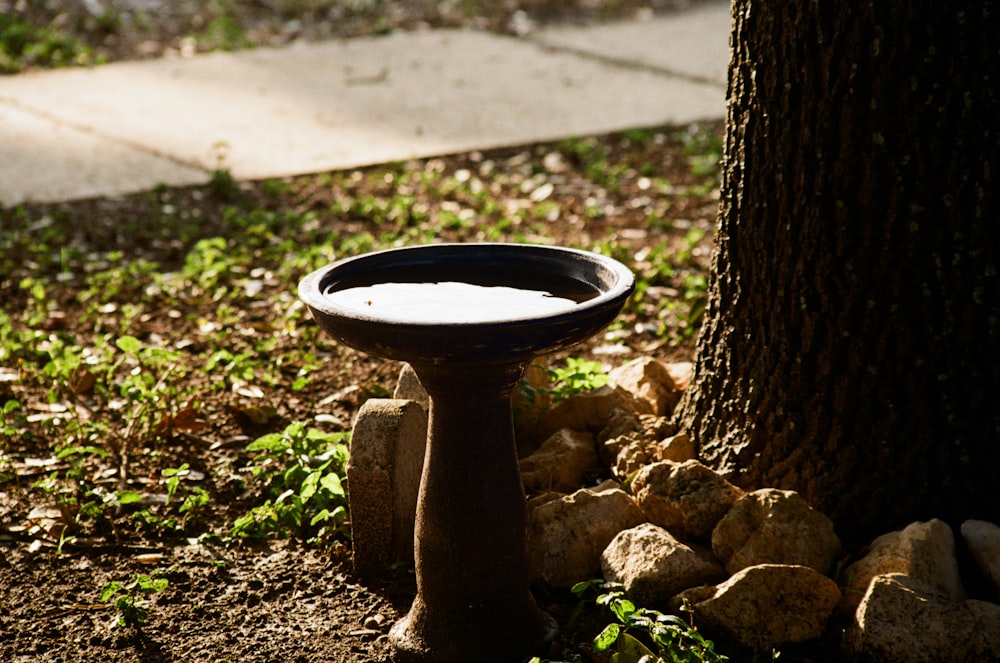 a bird bath sitting next to a tree