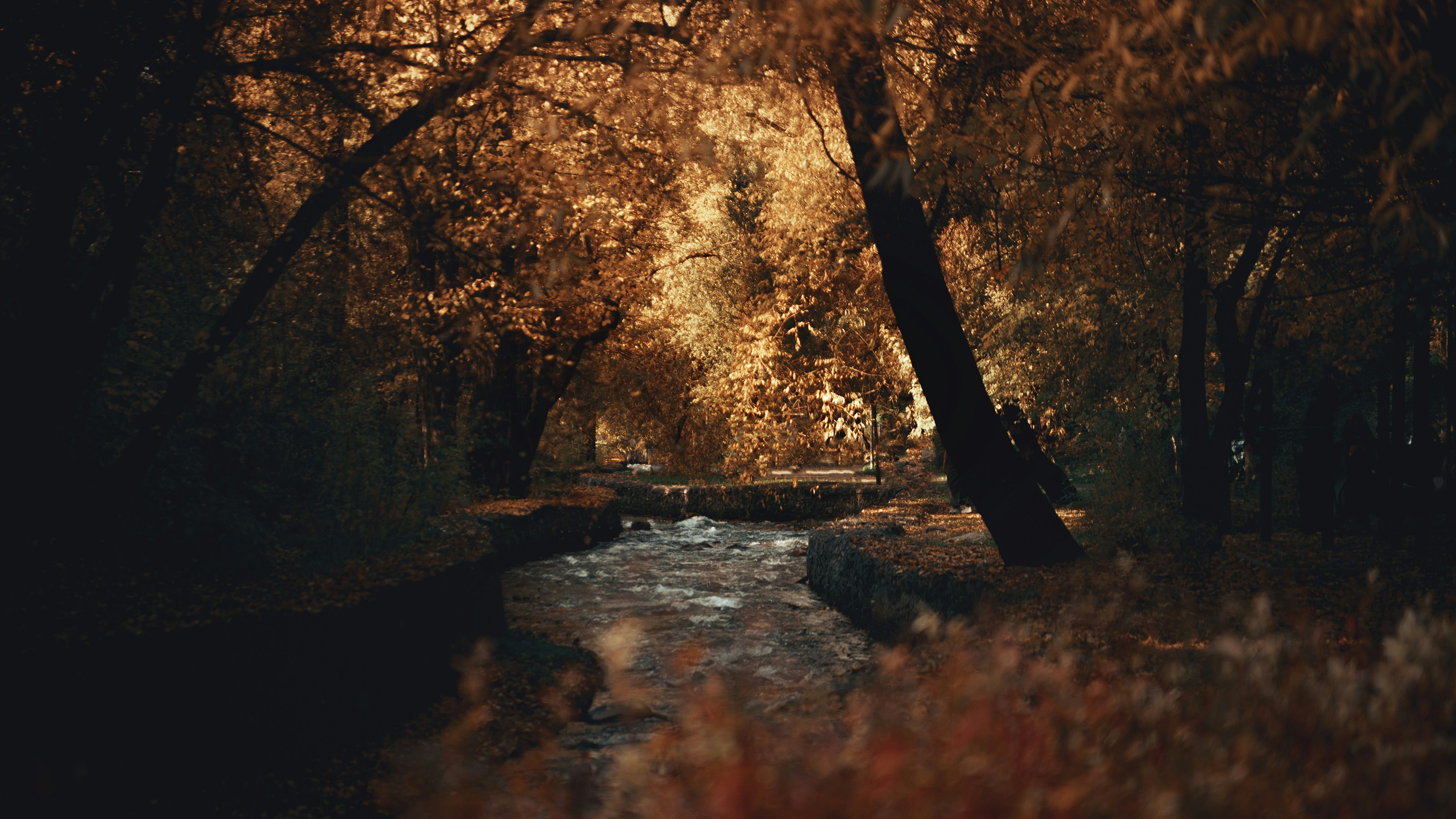 a stream running through a forest filled with trees