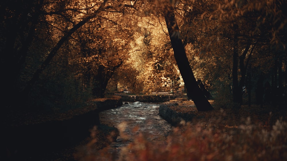 a stream running through a forest filled with trees