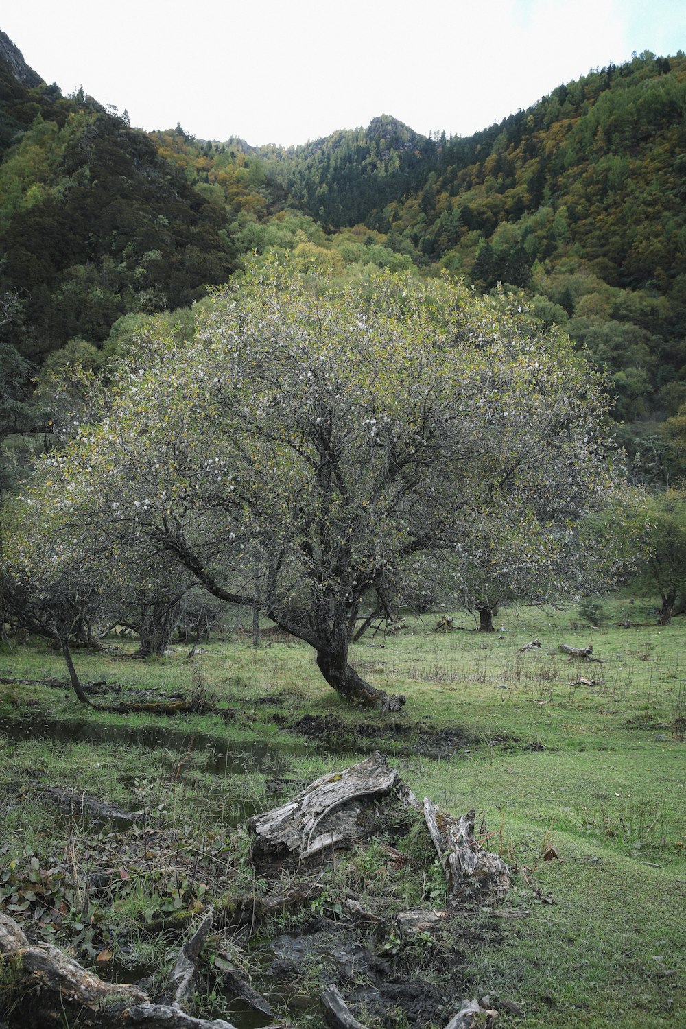 a tree in the middle of a grassy field