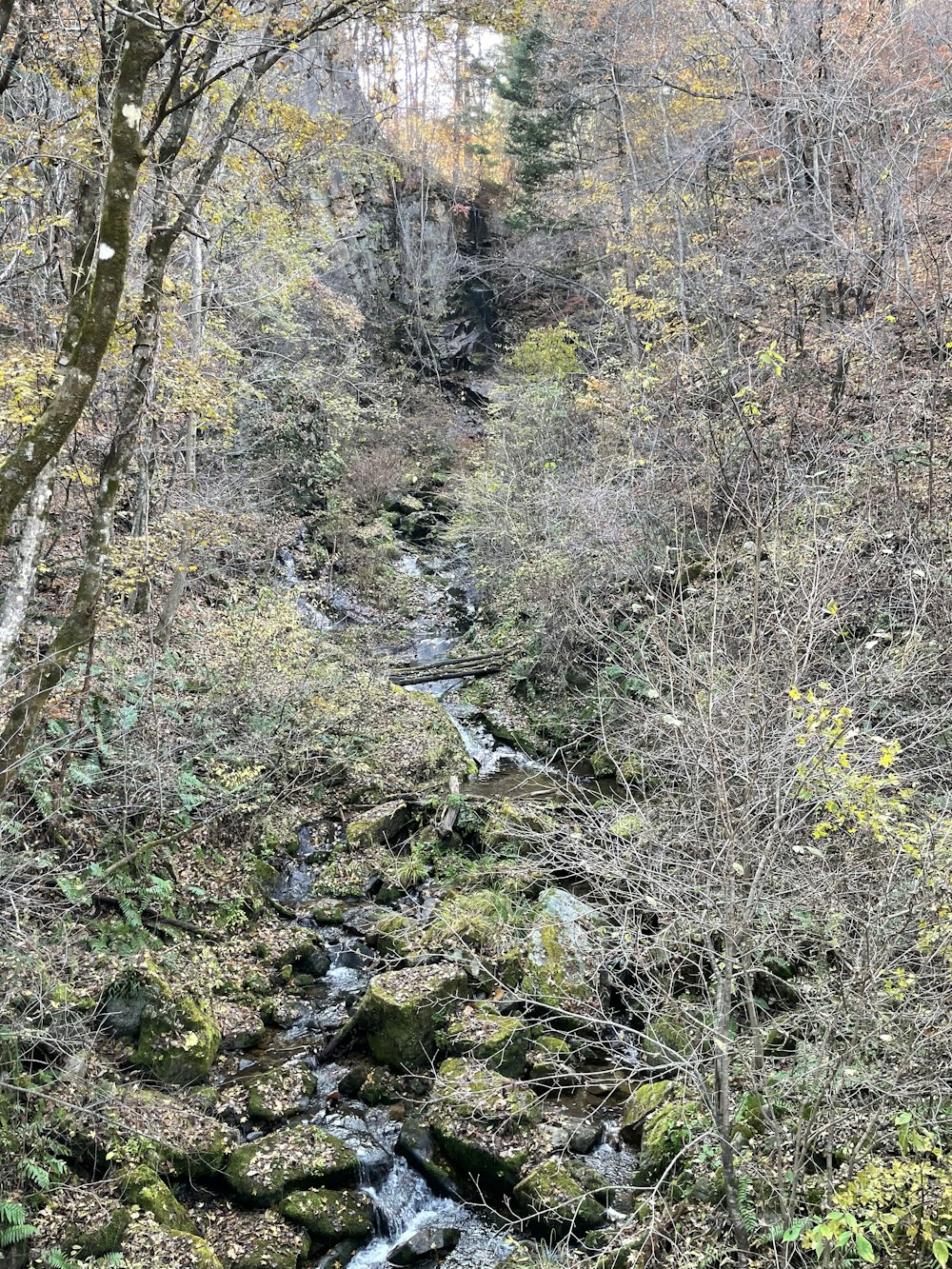 a stream running through a forest filled with lots of trees