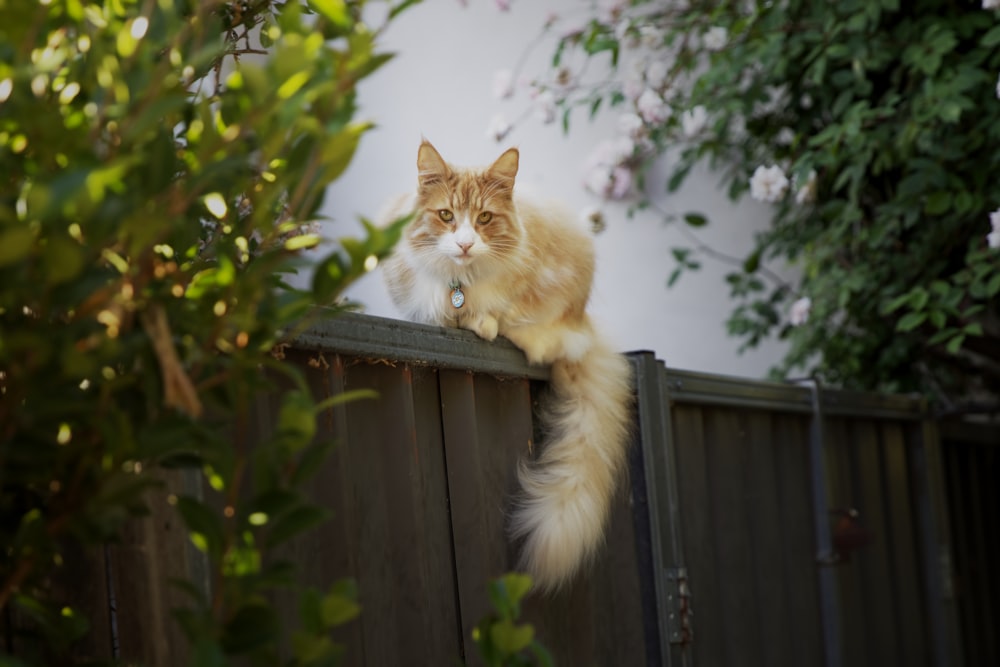 um gato sentado em cima de uma cerca de madeira