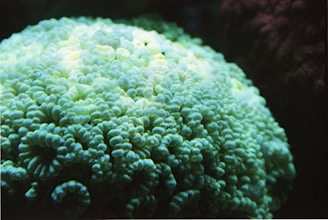 A close-up view of a coral with intricate, wavy textures and a subtle glow from ambient lighting. The coral appears to have a soft, almost neon green color, and the lighting and shadows create a sense of depth and texture.