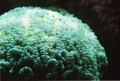 A close-up view of a coral with intricate, wavy textures and a subtle glow from ambient lighting. The coral appears to have a soft, almost neon green color, and the lighting and shadows create a sense of depth and texture.
