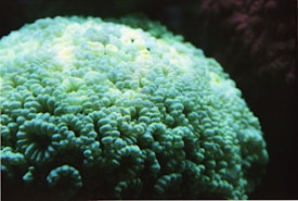 A close-up view of a coral with intricate, wavy textures and a subtle glow from ambient lighting. The coral appears to have a soft, almost neon green color, and the lighting and shadows create a sense of depth and texture.