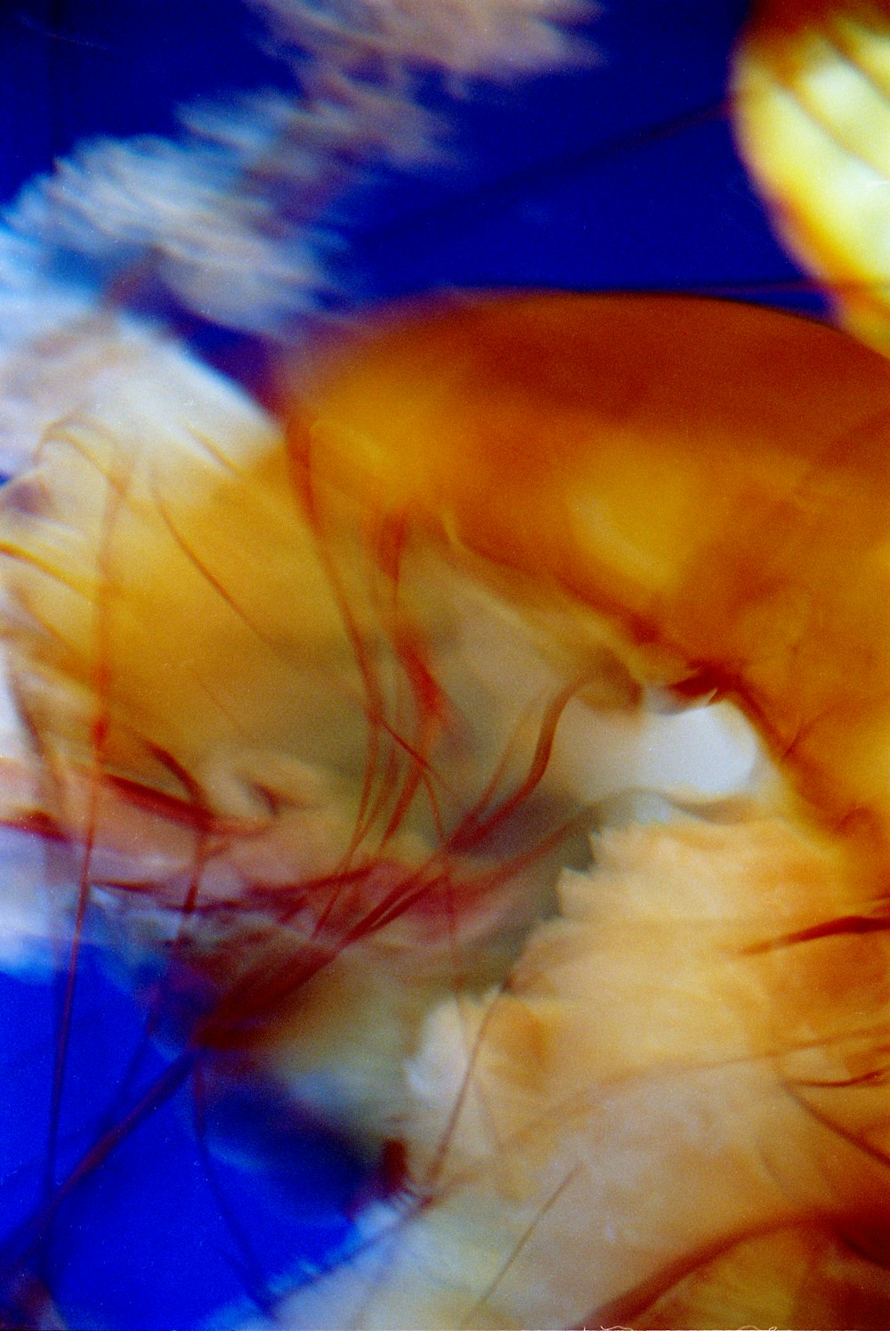 a close up of a jellyfish in the water