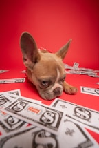 a small dog laying on top of a pile of money